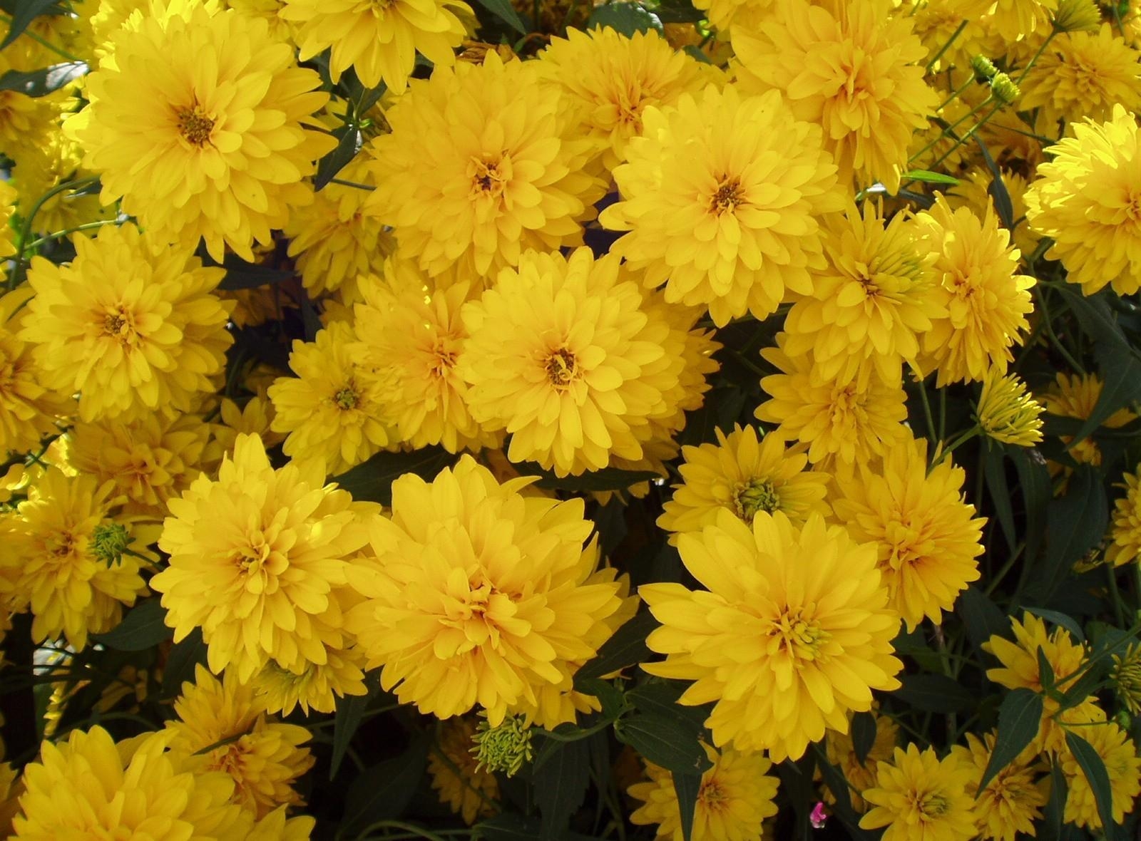 Cool HD Wallpaper flowers, bright, yellow