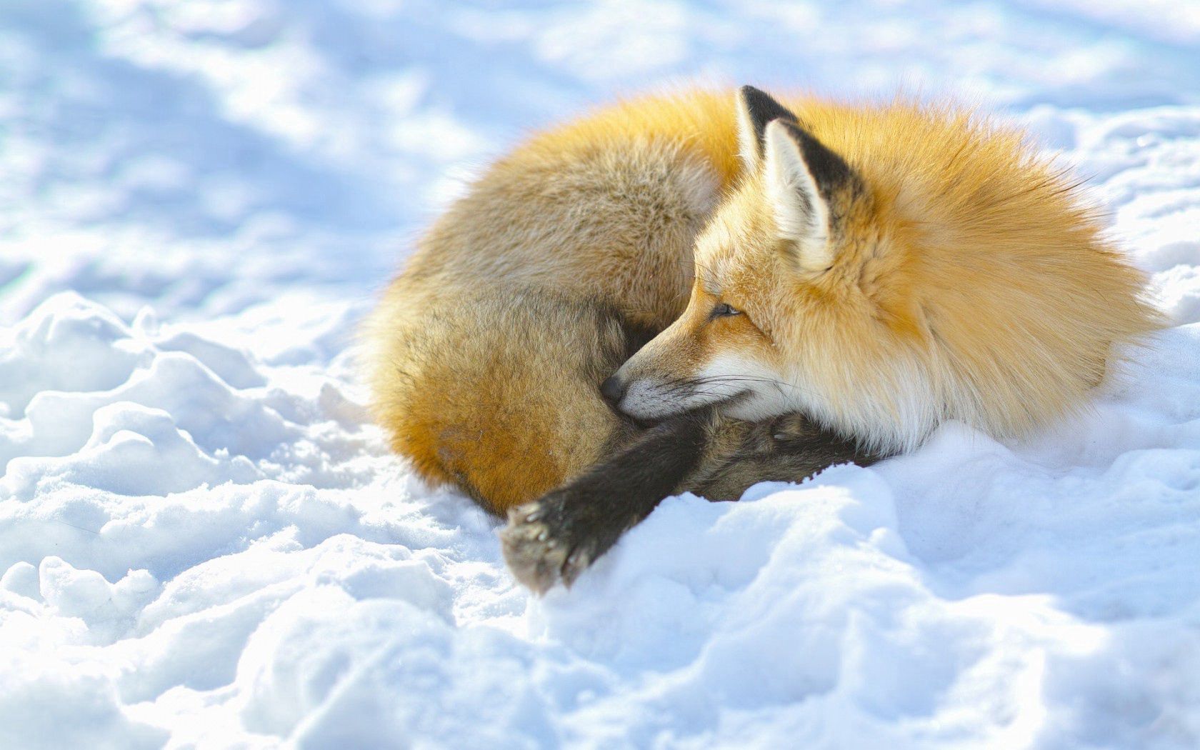animals, snow, fox, to lie down, lie