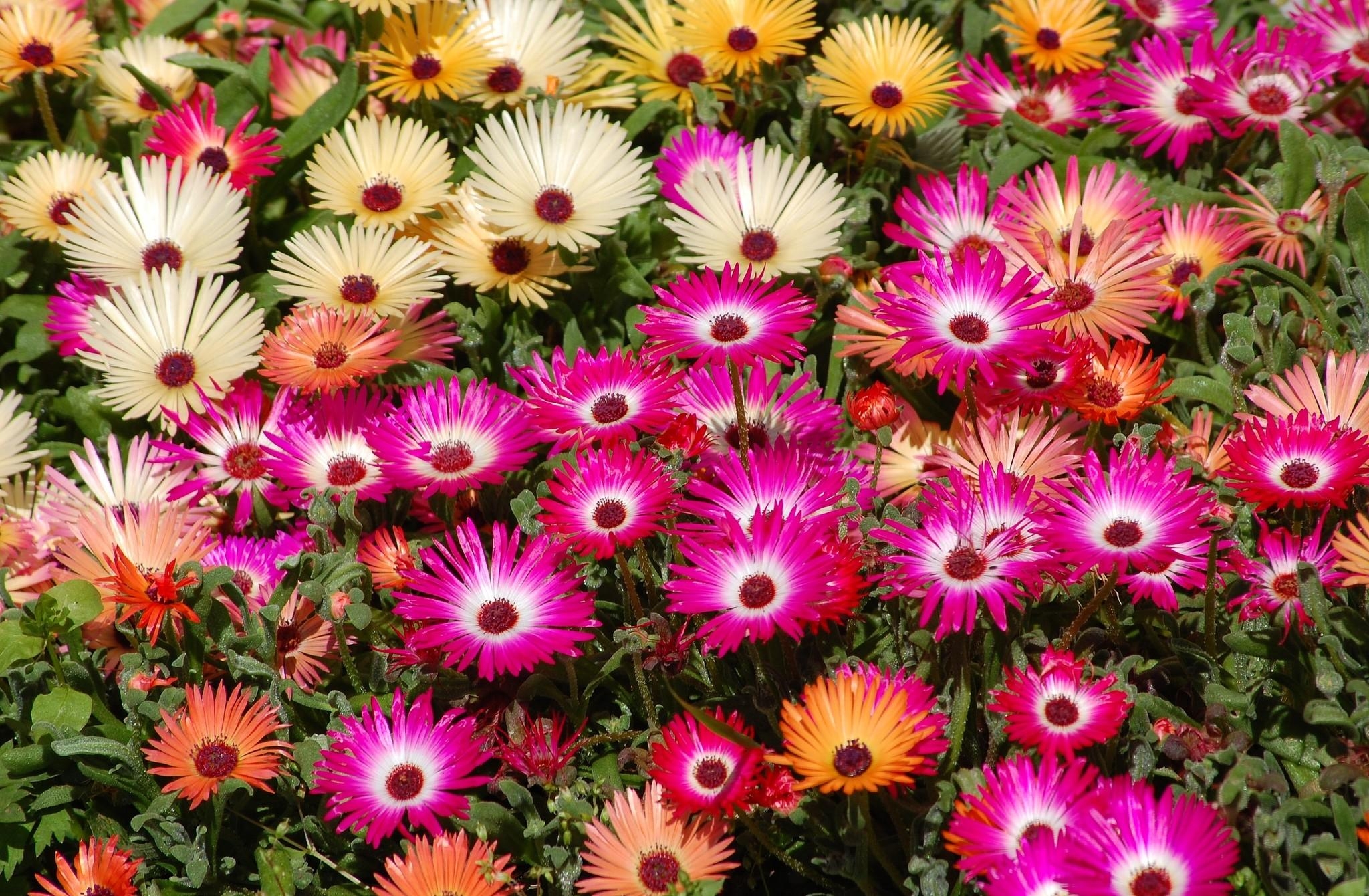 bright, flowers, flower bed, flowerbed, colorful, aptenias, apthenia Smartphone Background