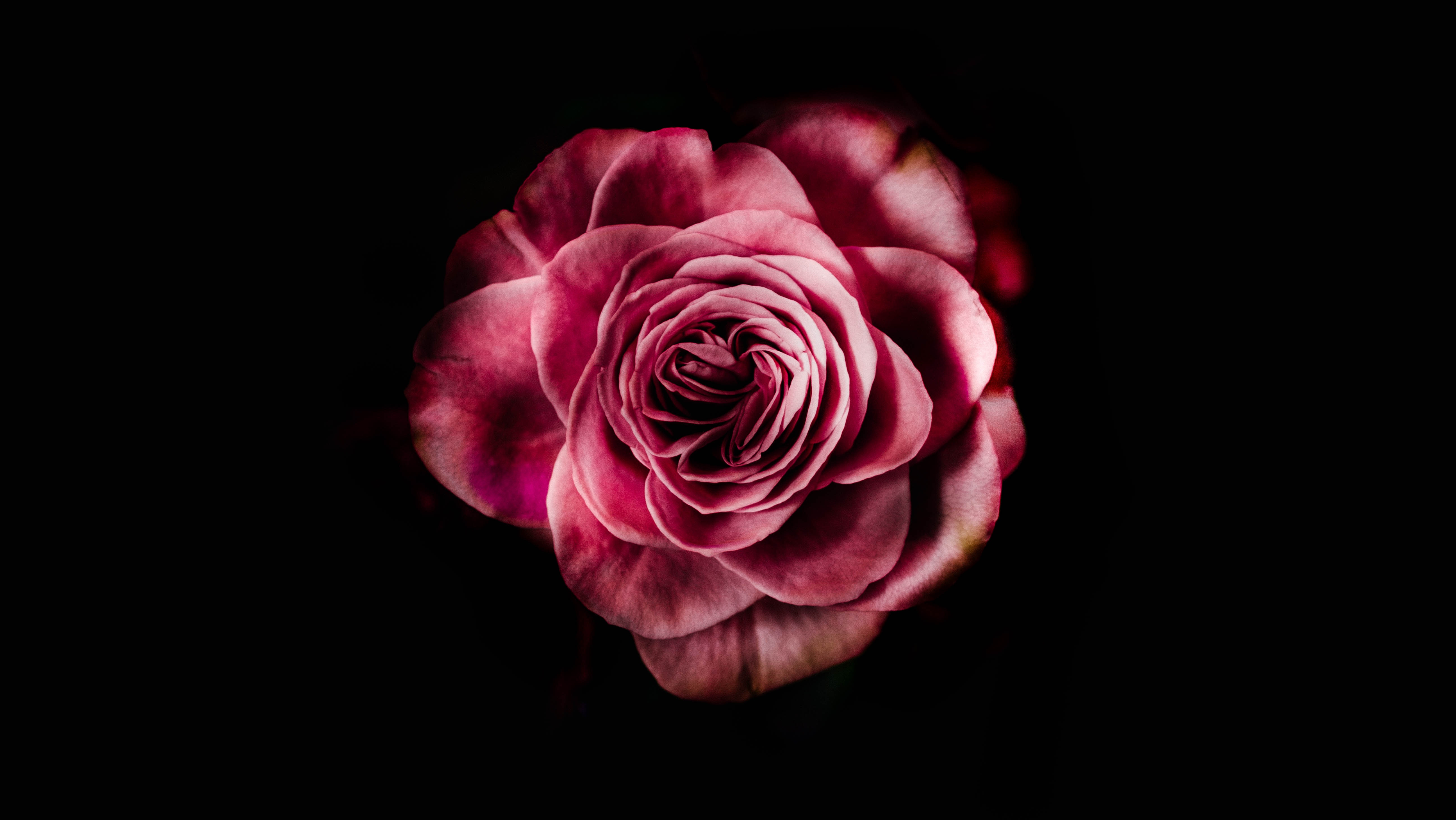 135003 Hintergrundbild herunterladen dunkler hintergrund, blumen, rosa, blume, rose, blütenblätter, knospe, bud, dunkle hintergründe, blühen, blühenden - Bildschirmschoner und Bilder kostenlos