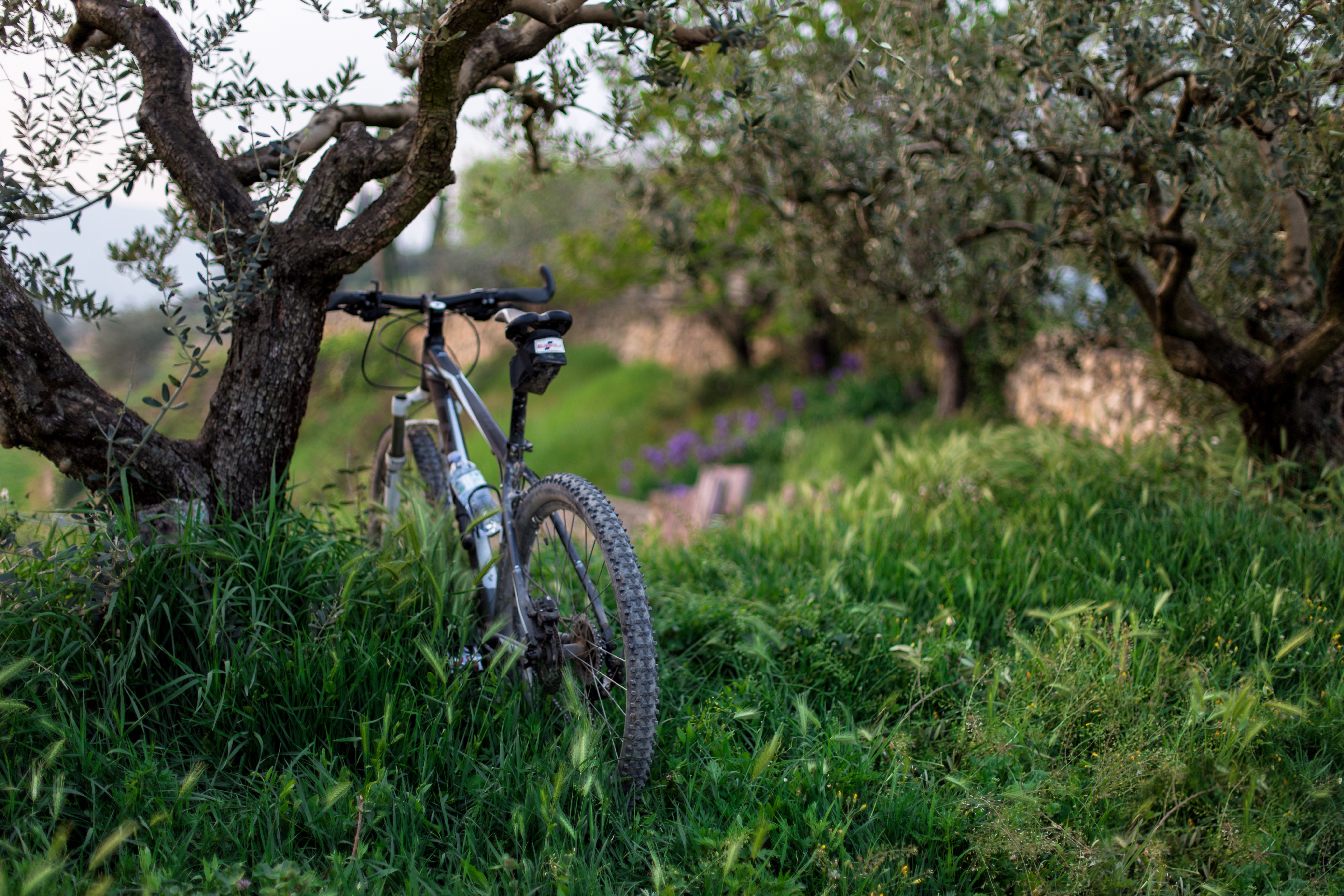 Handy-Wallpaper Sport, Bäume, Grass, Fahrrad kostenlos herunterladen.