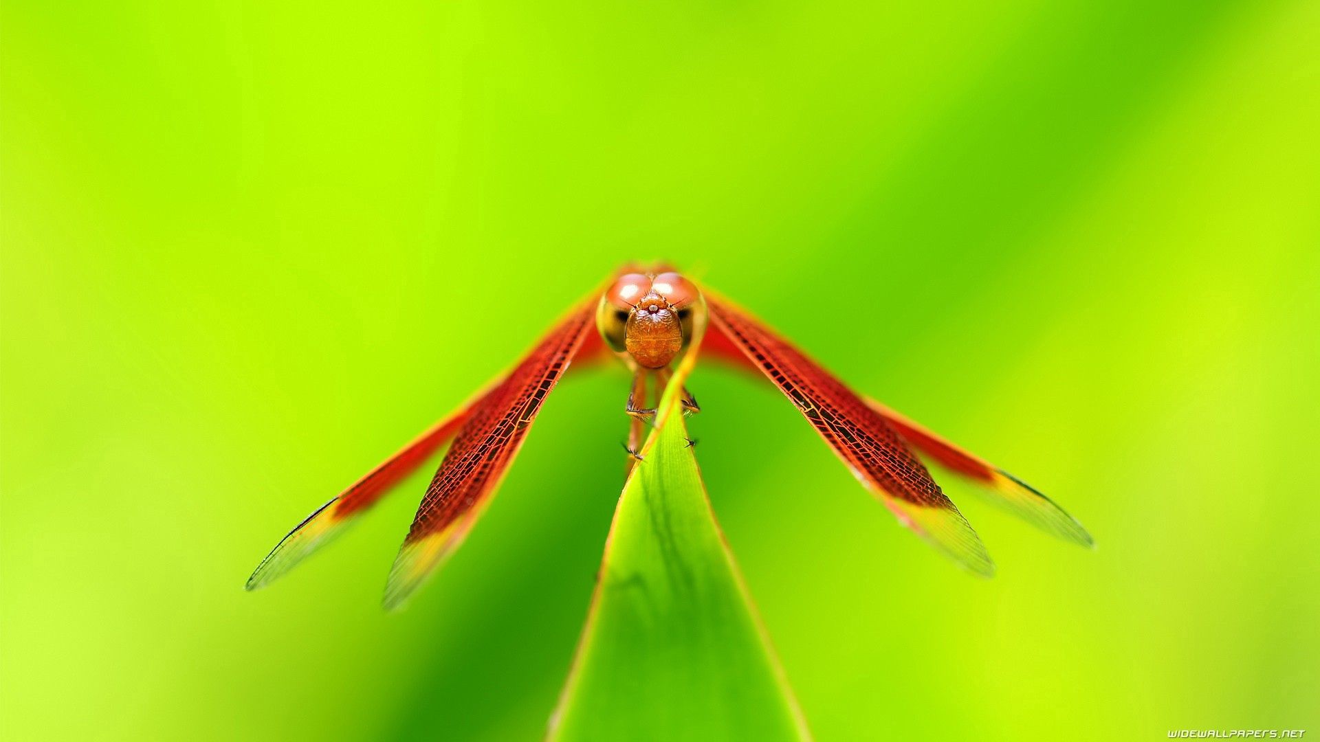 android plant, macro, insect, dragonfly
