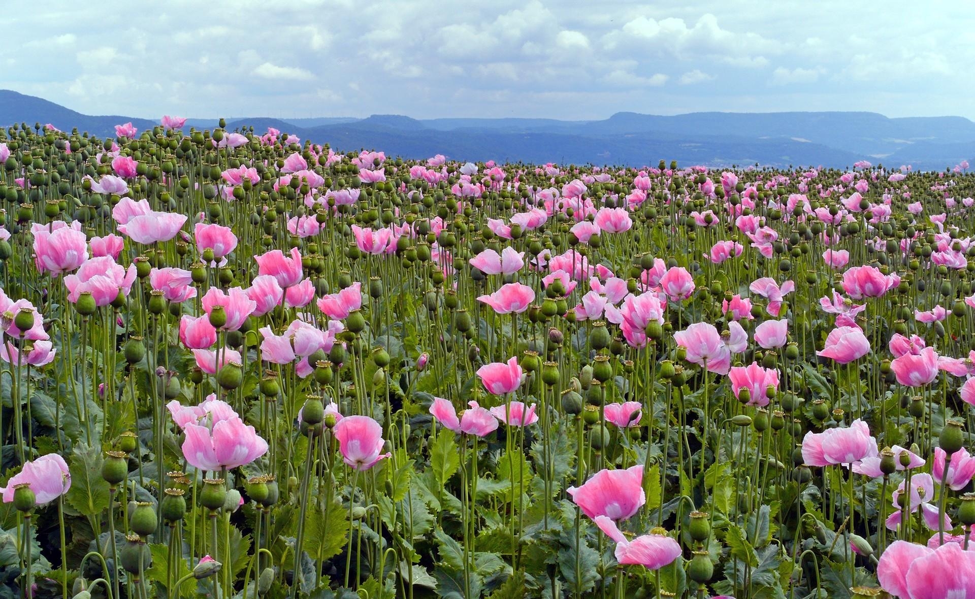 glade, poppies, horizon, sky, polyana, flowers, pink wallpapers for tablet