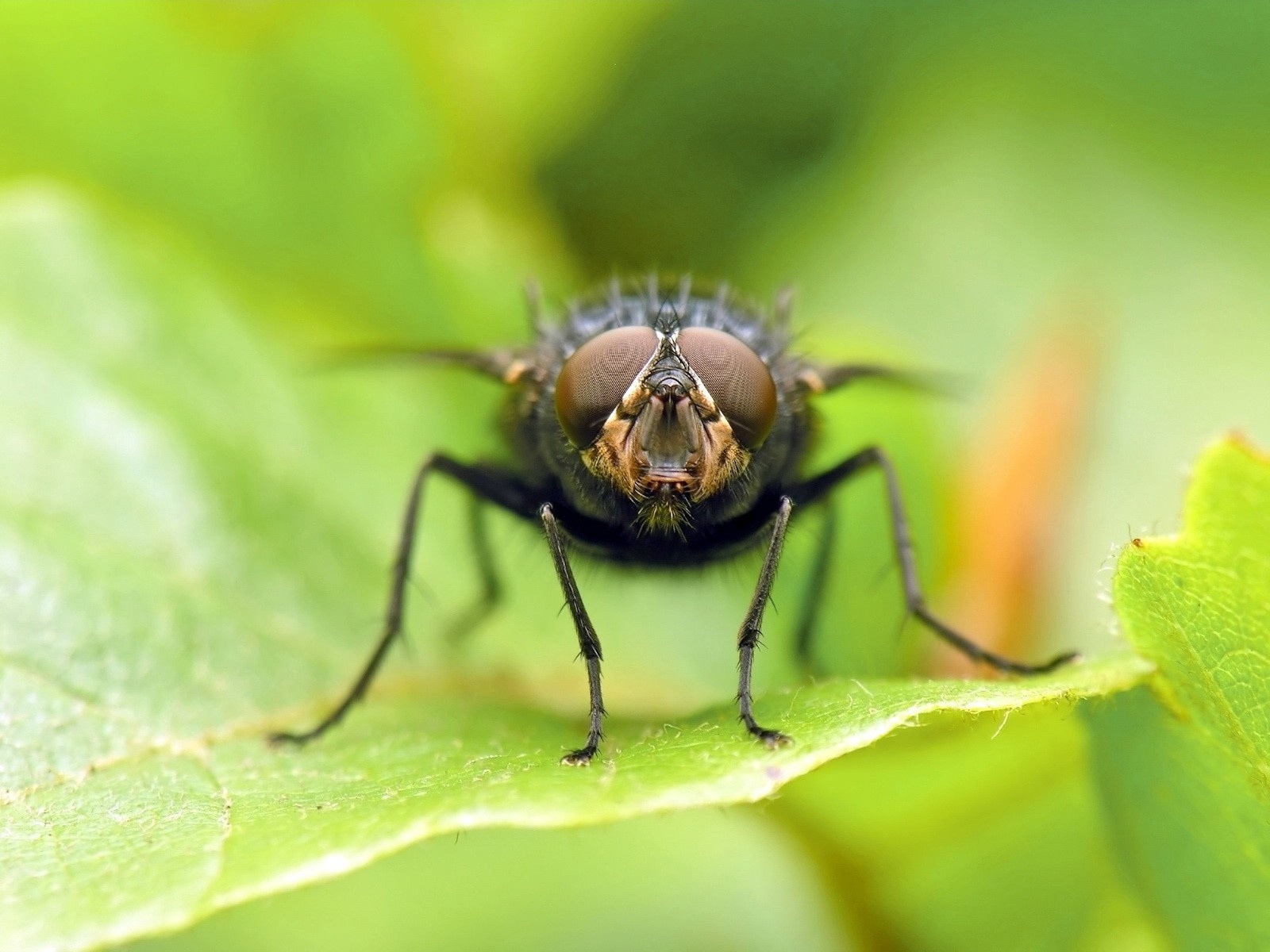 9995 Bild herunterladen insekten, fliegen, grün - Hintergrundbilder und Bildschirmschoner kostenlos