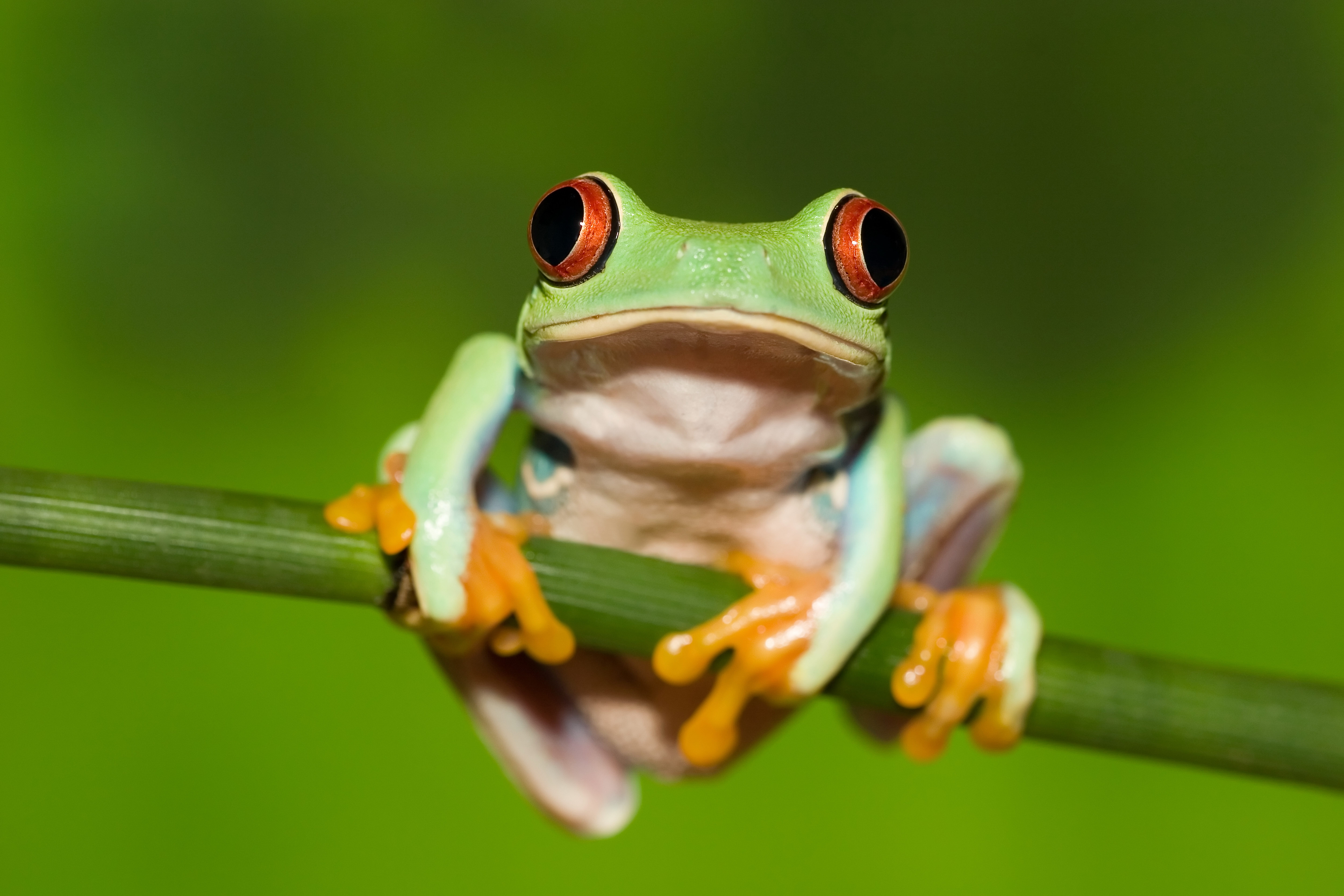 frog, animals, green background, stem Vertical Wallpapers