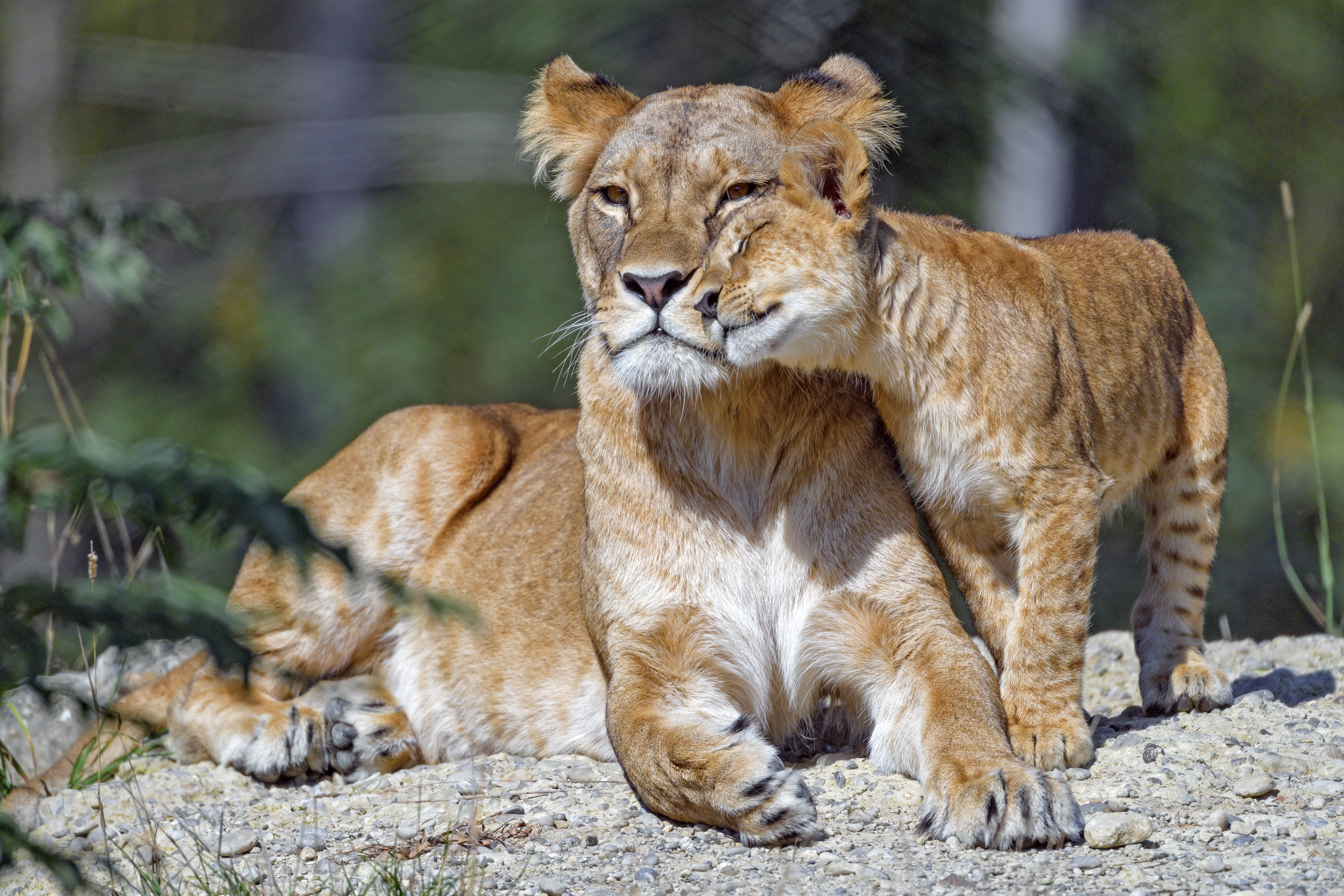 family, animals, young, big cat, lioness, nice, care, joey, nicely iphone wallpaper