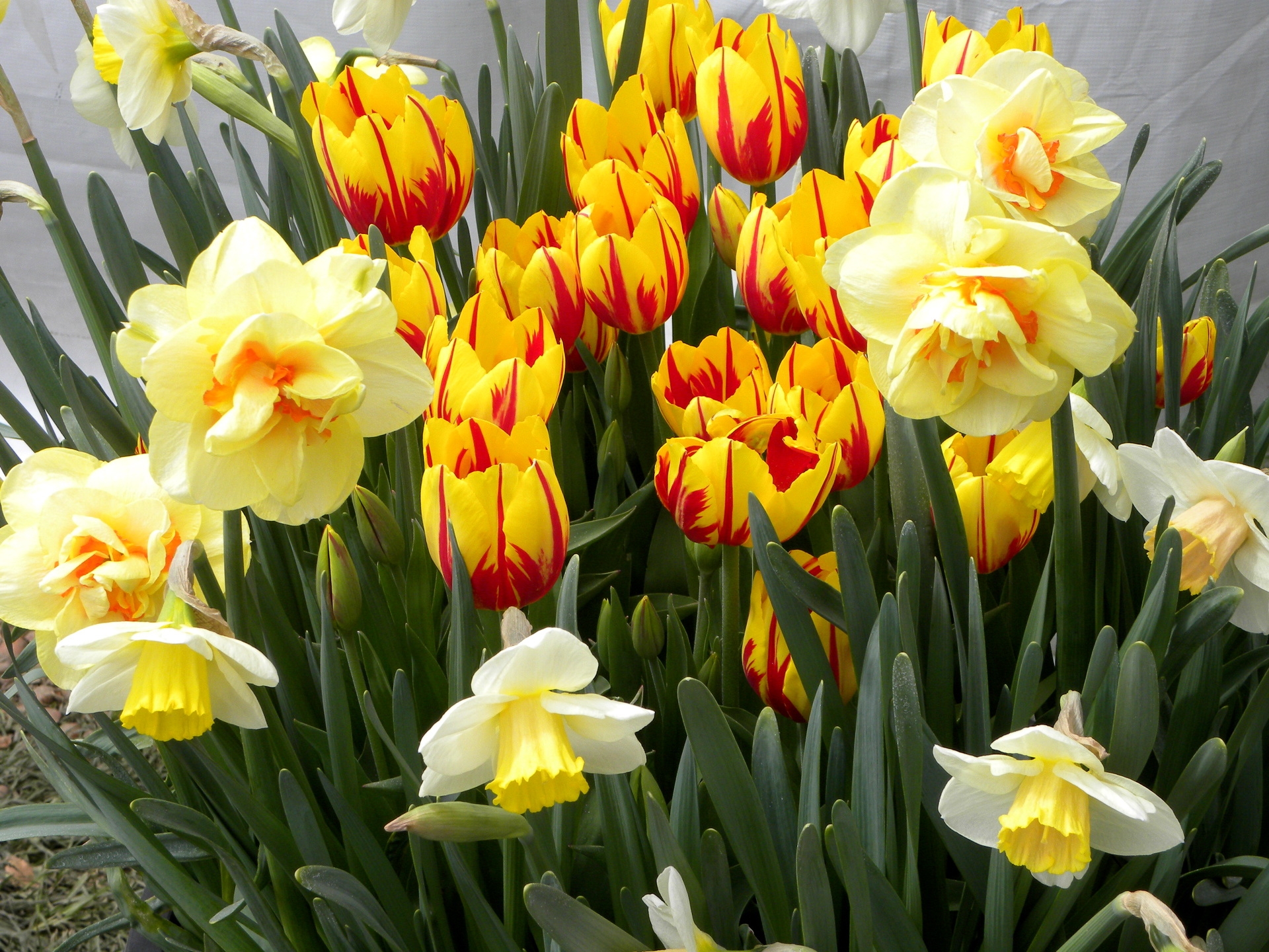 Handy-Wallpaper Blumen, Tulpen, Narzissen, Blumenbeet, Frühling kostenlos herunterladen.