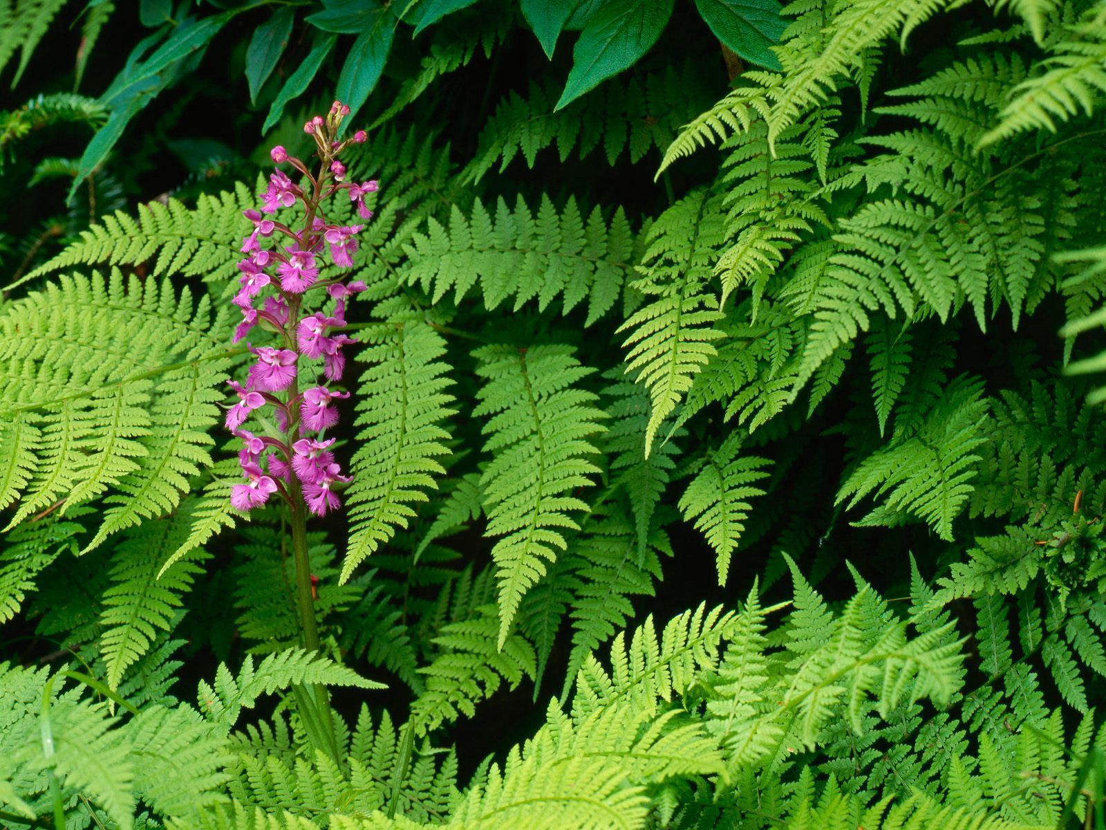 153249 Hintergrundbild herunterladen blumen, blätter, blume, grüne, grünen, orchidee, orchid - Bildschirmschoner und Bilder kostenlos