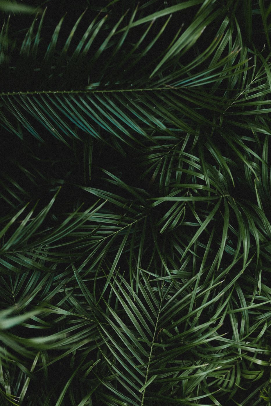 Download mobile wallpaper: Palm, Branches, Dark, Leaves, Plant, Macro