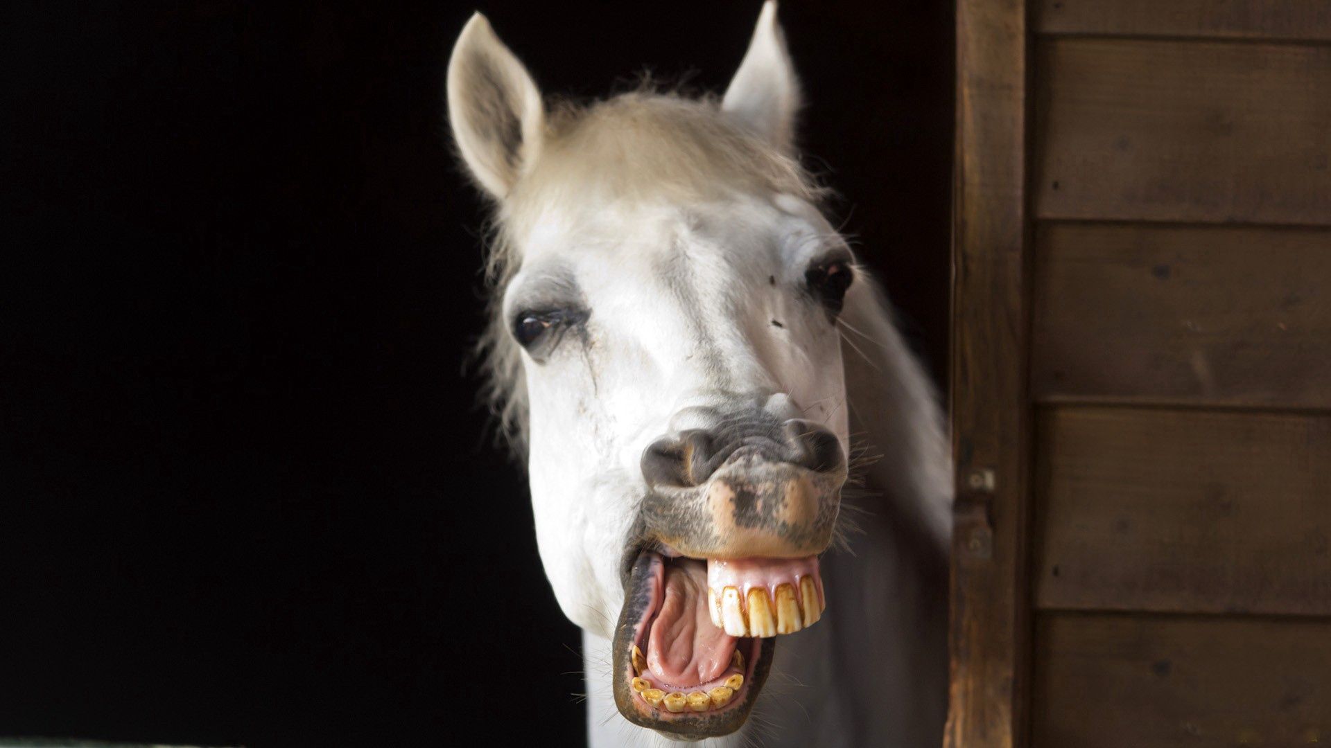 animals, smile, mane, horse, teeth, jaw