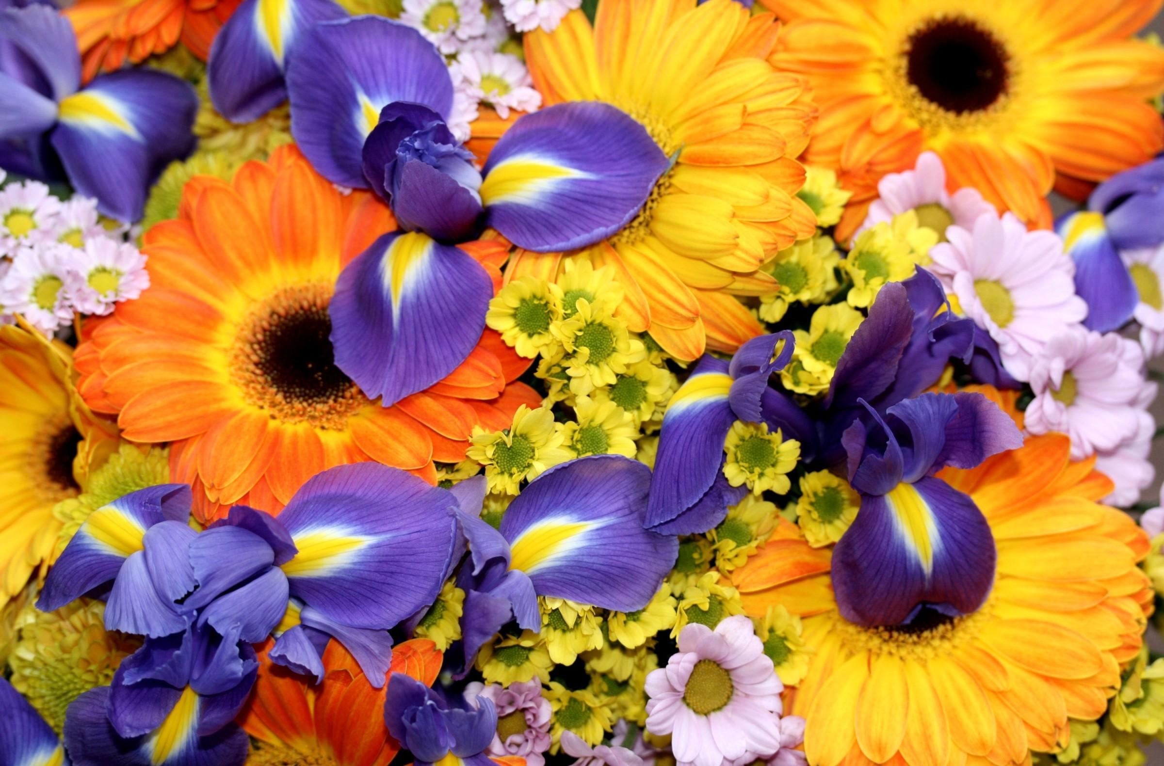 148183 Hintergrundbilder und Chrysantheme Bilder auf dem Desktop. Laden Sie bouquet, strauß, gerbera, irises Bildschirmschoner kostenlos auf den PC herunter