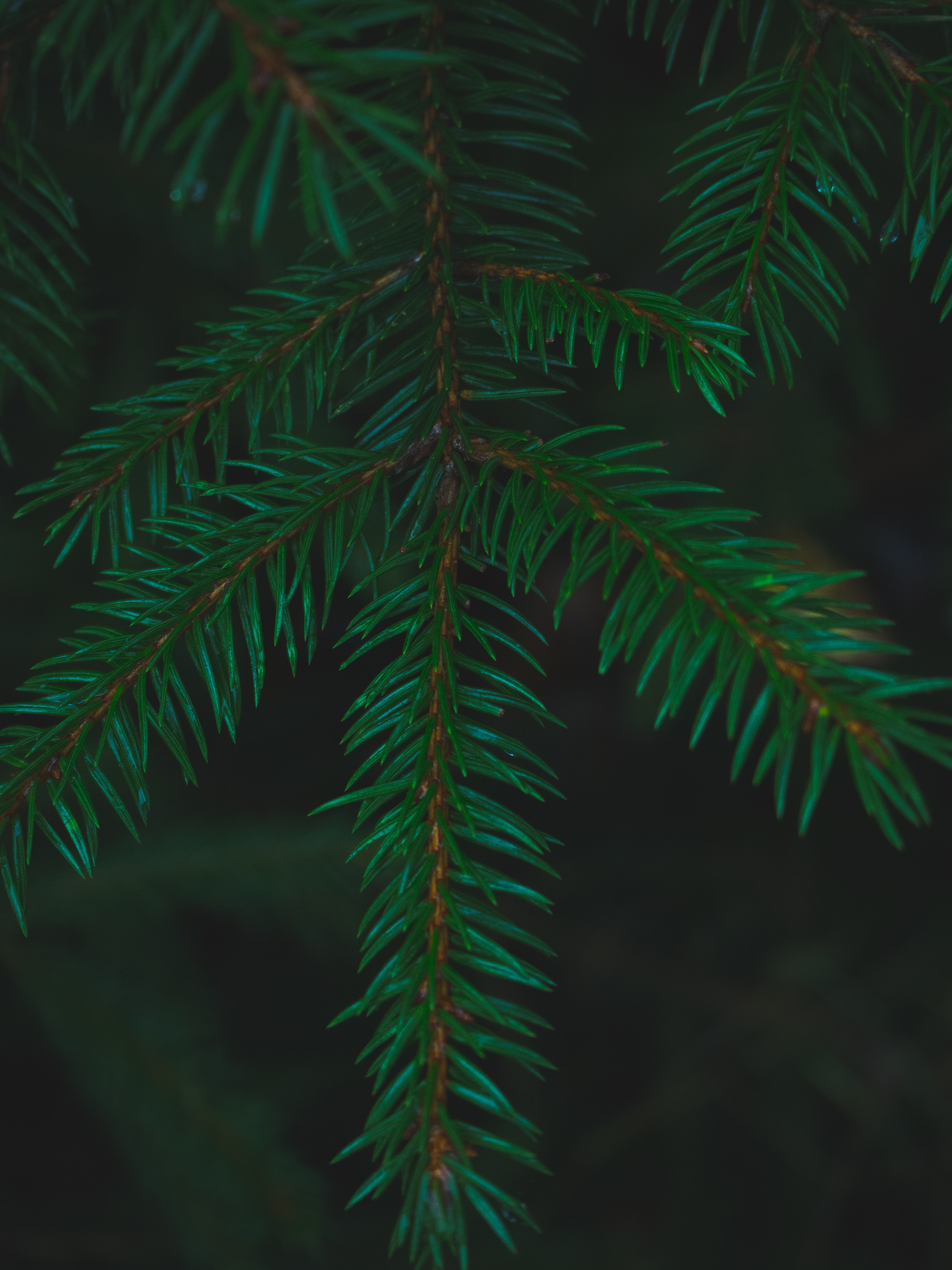 needle, macro, branches, spruce, fir