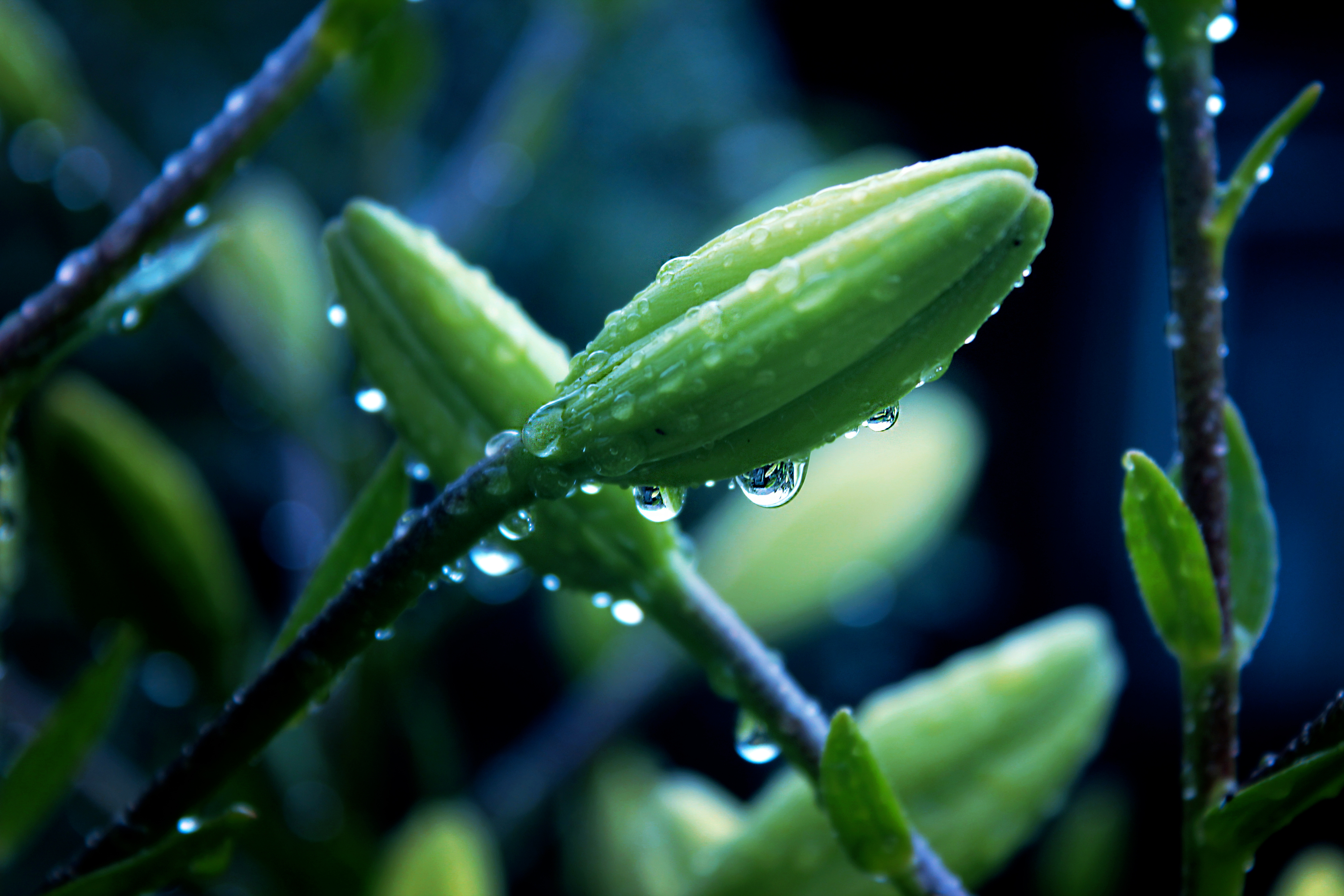 103257 download wallpaper macro, drops, flower, plant screensavers and pictures for free