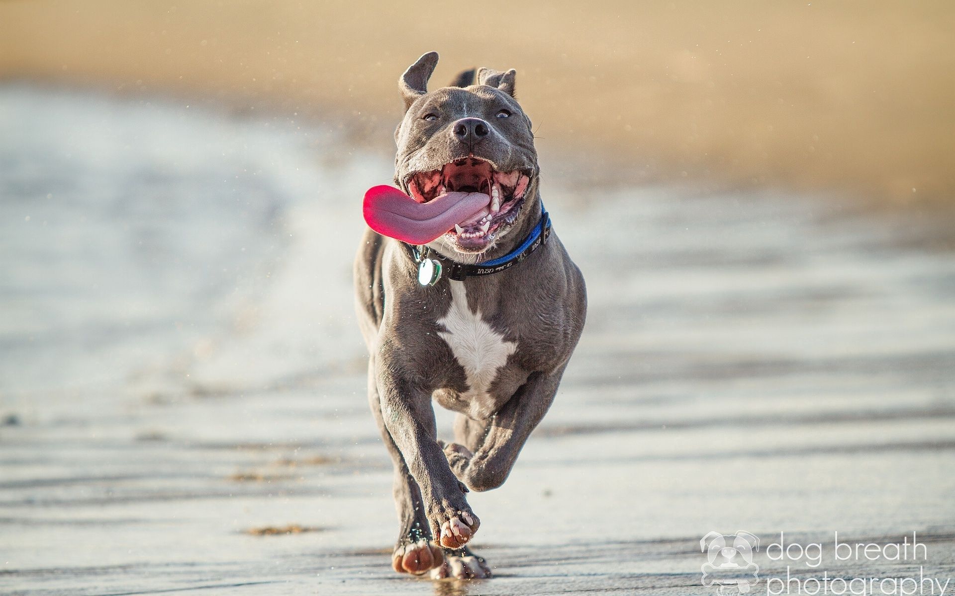 Laden Sie das Tiere, Hervorstehende Zunge, Zunge Herausgeklemmt, Weglaufen, Ausführen, Pitbull Terrier, Pitbull-Terrier-Bild kostenlos auf Ihren PC-Desktop herunter