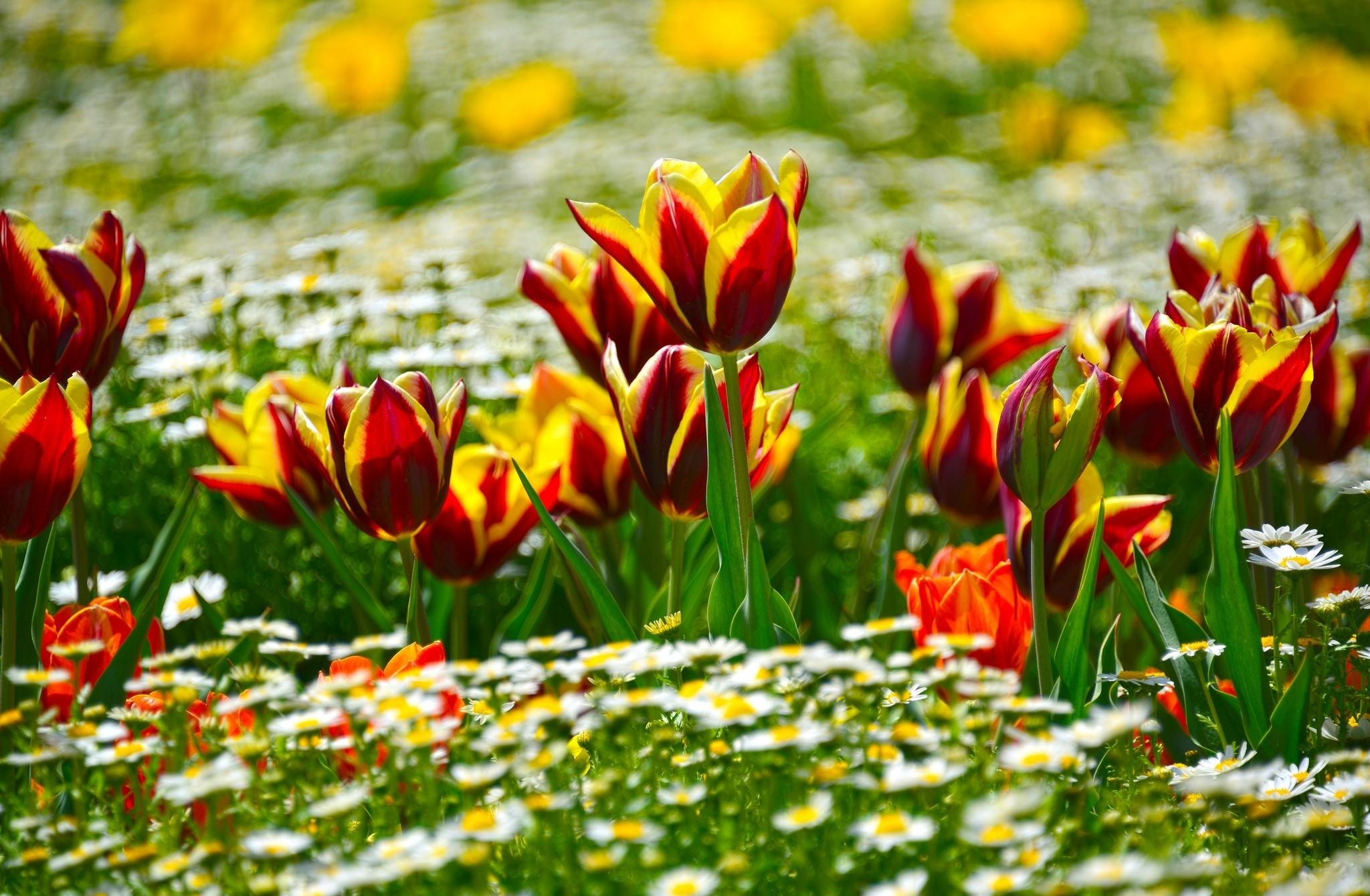 flower bed, flowers, tulips, camomile, blur, smooth, flowerbed, sunny HD wallpaper