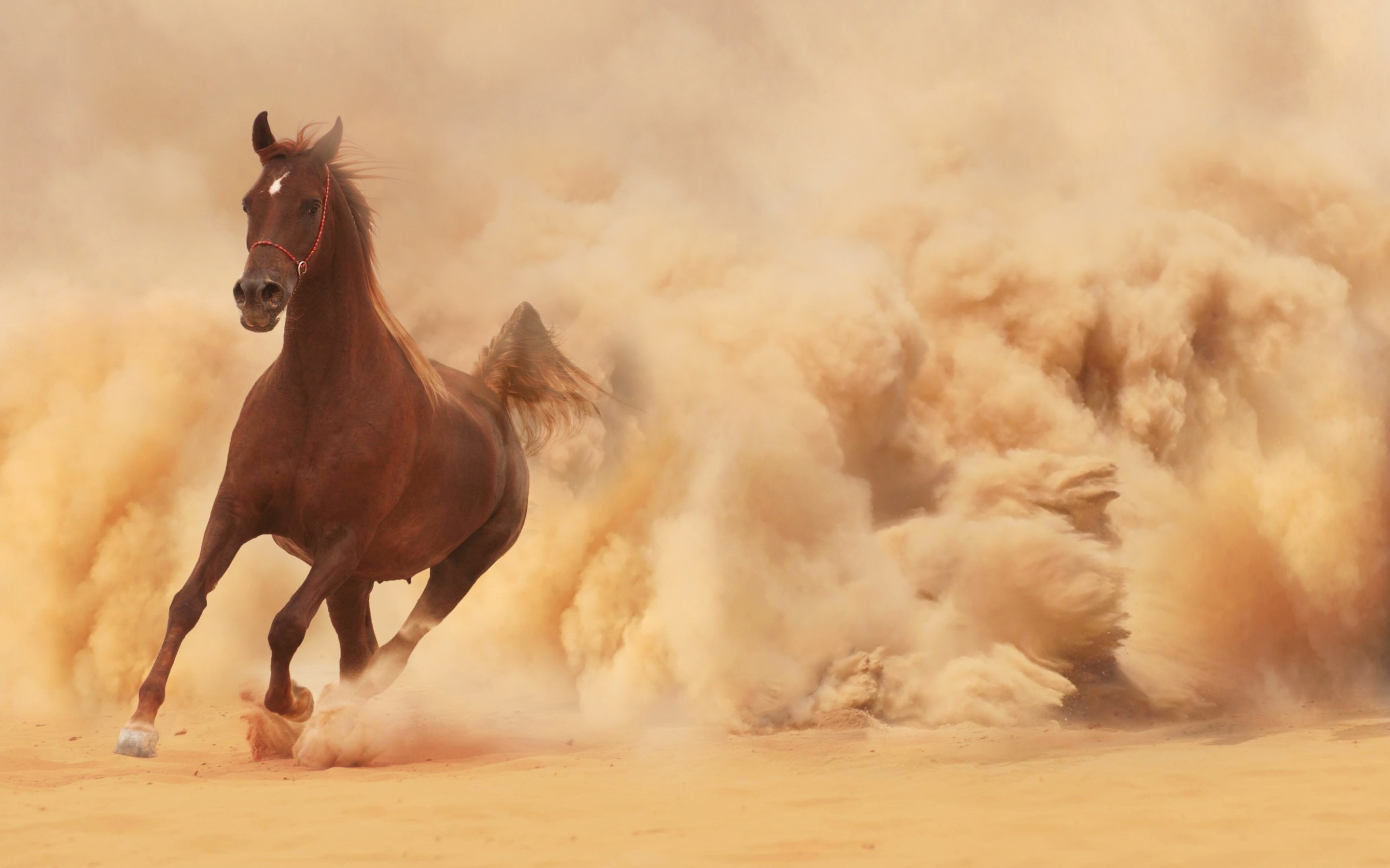 running, dust, animal, horse, dirt