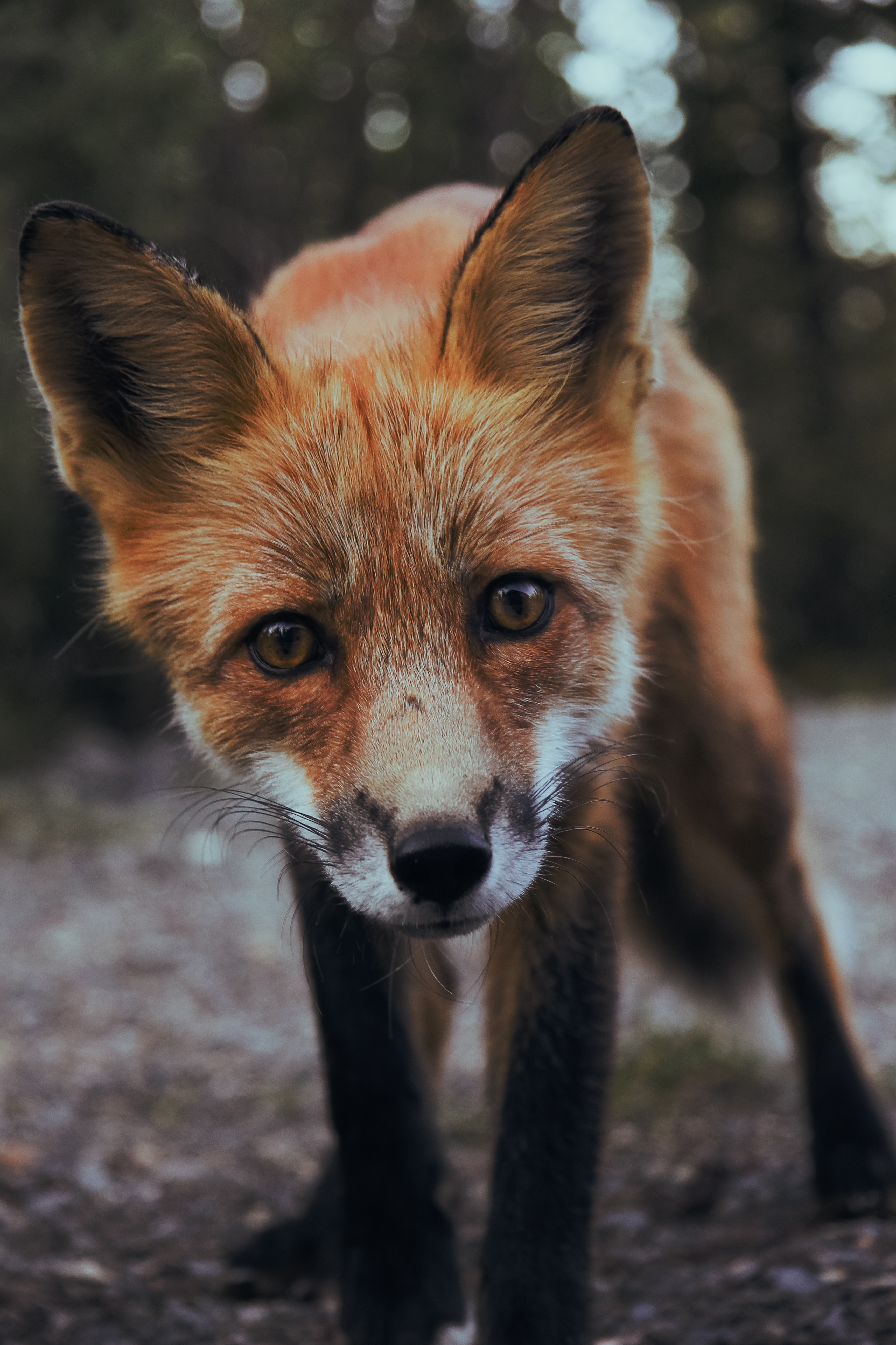 128051 download wallpaper fox, animals, young, muzzle, predator, sight, opinion, joey screensavers and pictures for free