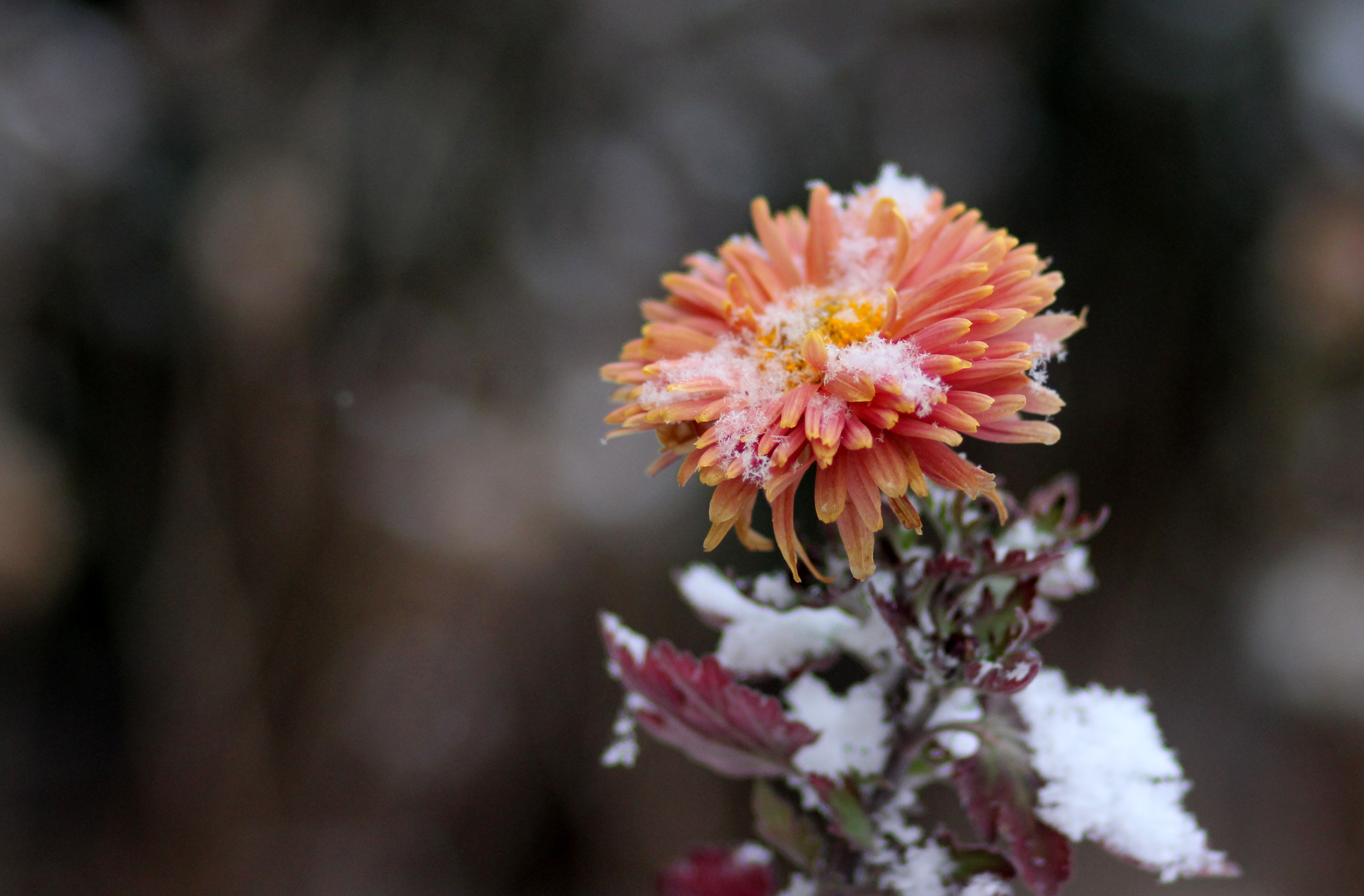 bud, flowers, snow Vertical Wallpapers