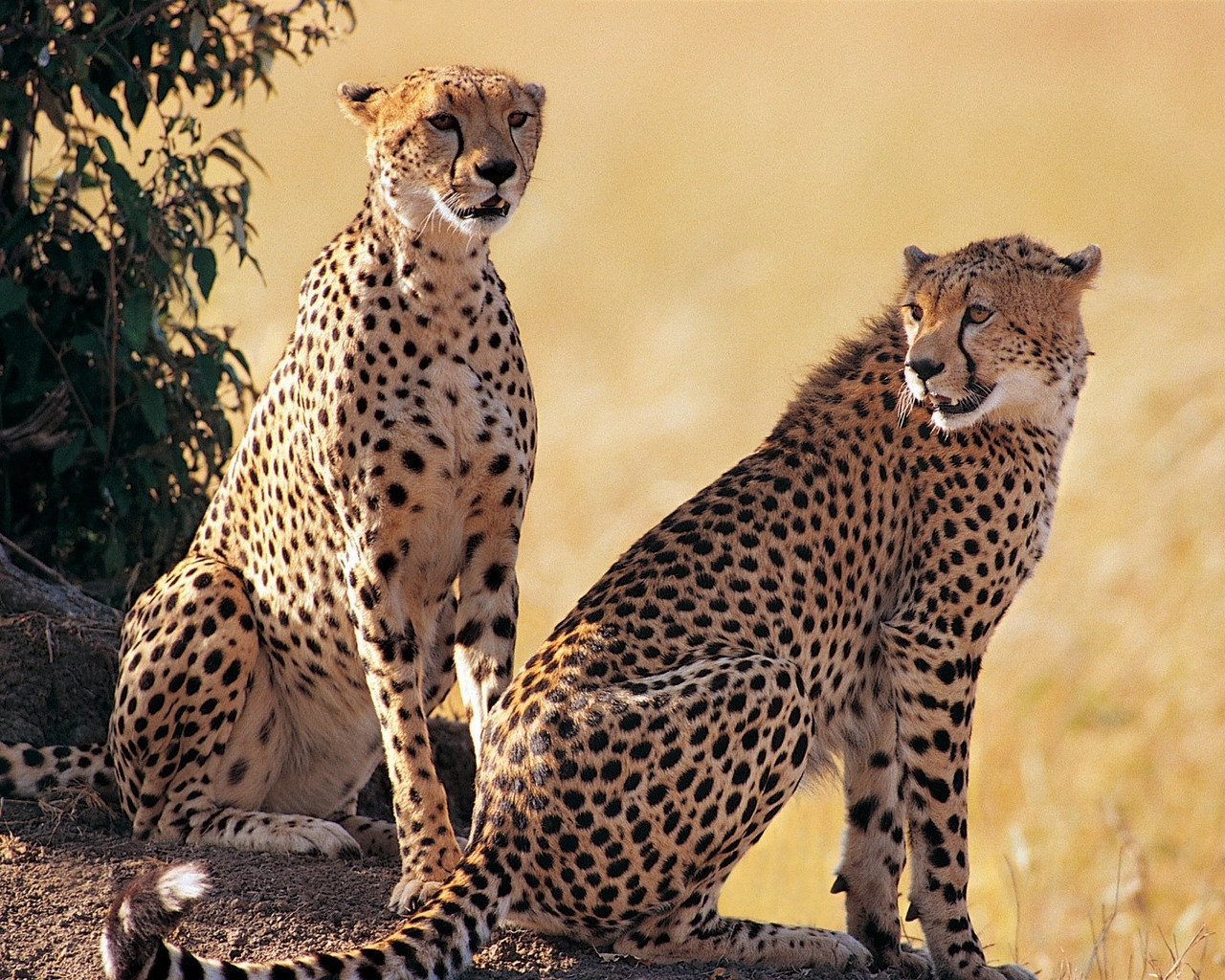 cheetah, animals