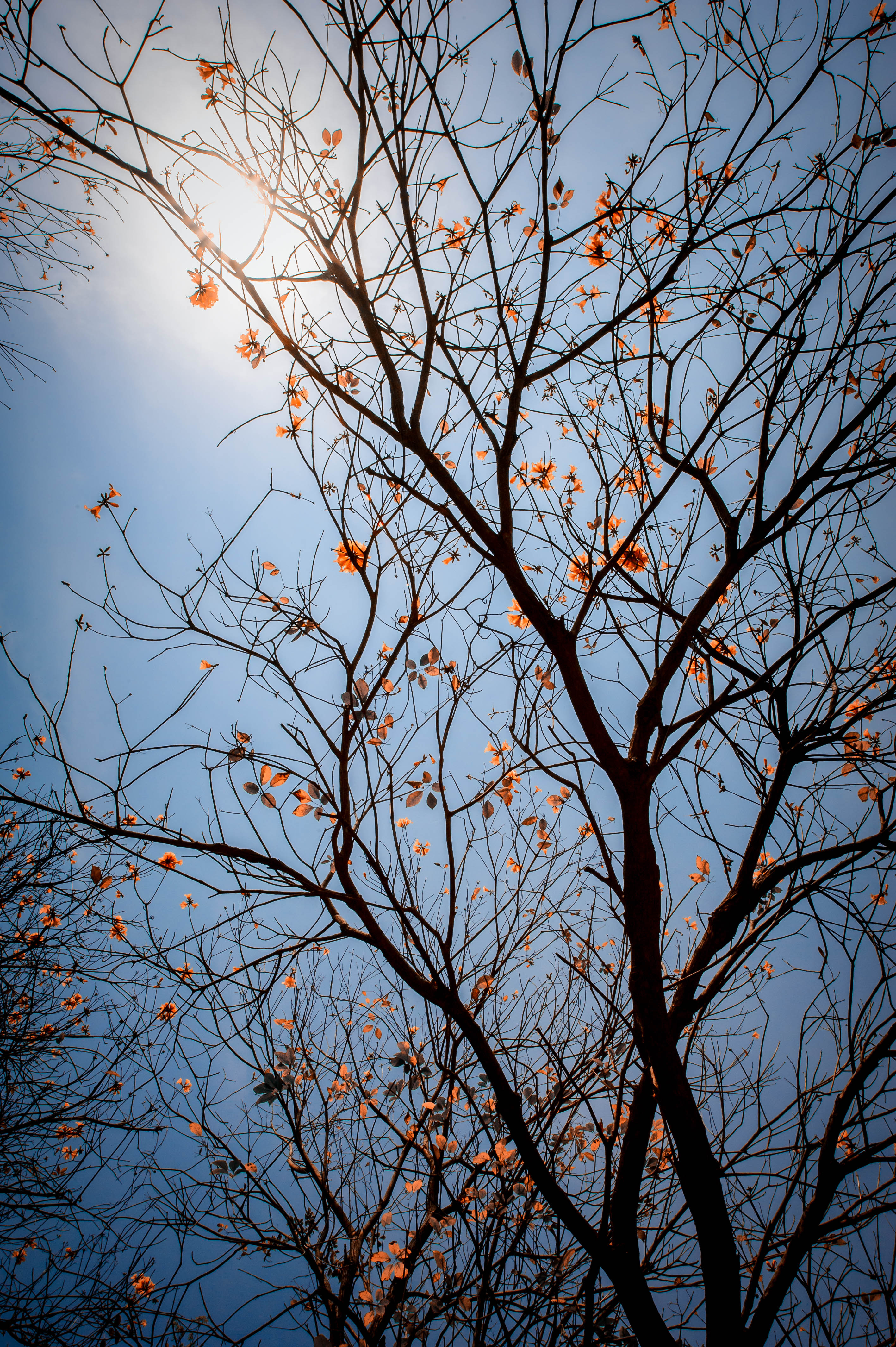 sky, nature, flowers, leaves, wood, tree, branches 32K