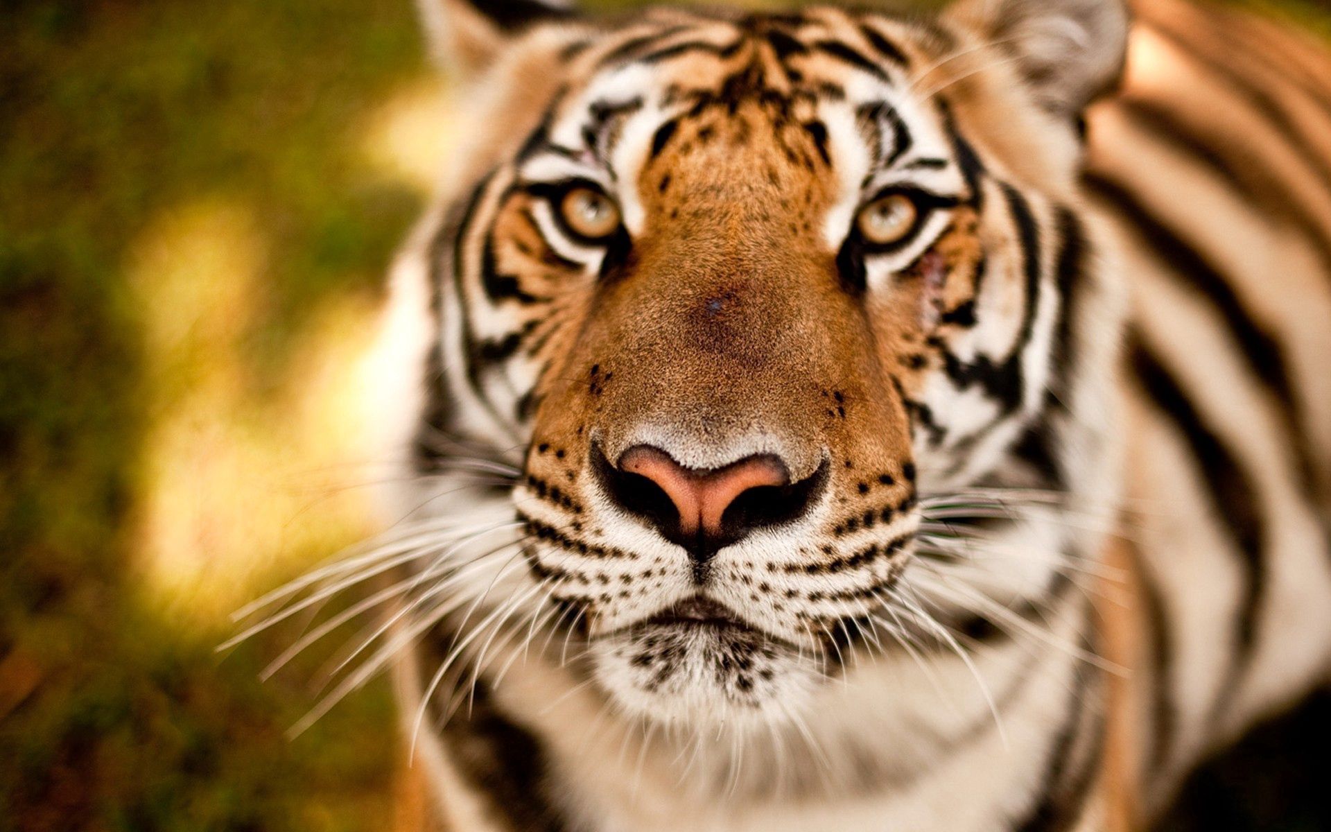 112784 descargar fondo de pantalla bozal, animales, depredador, visión, opinión, tigre: protectores de pantalla e imágenes gratis