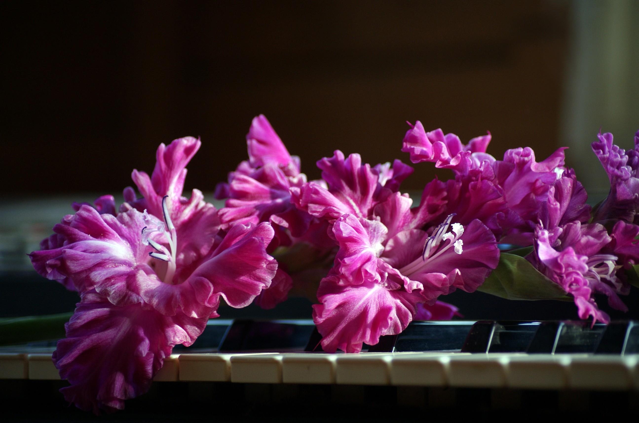 Handy-Wallpaper Blumen, Rosa, Gladiole, Klavier, Schlüssel kostenlos herunterladen.