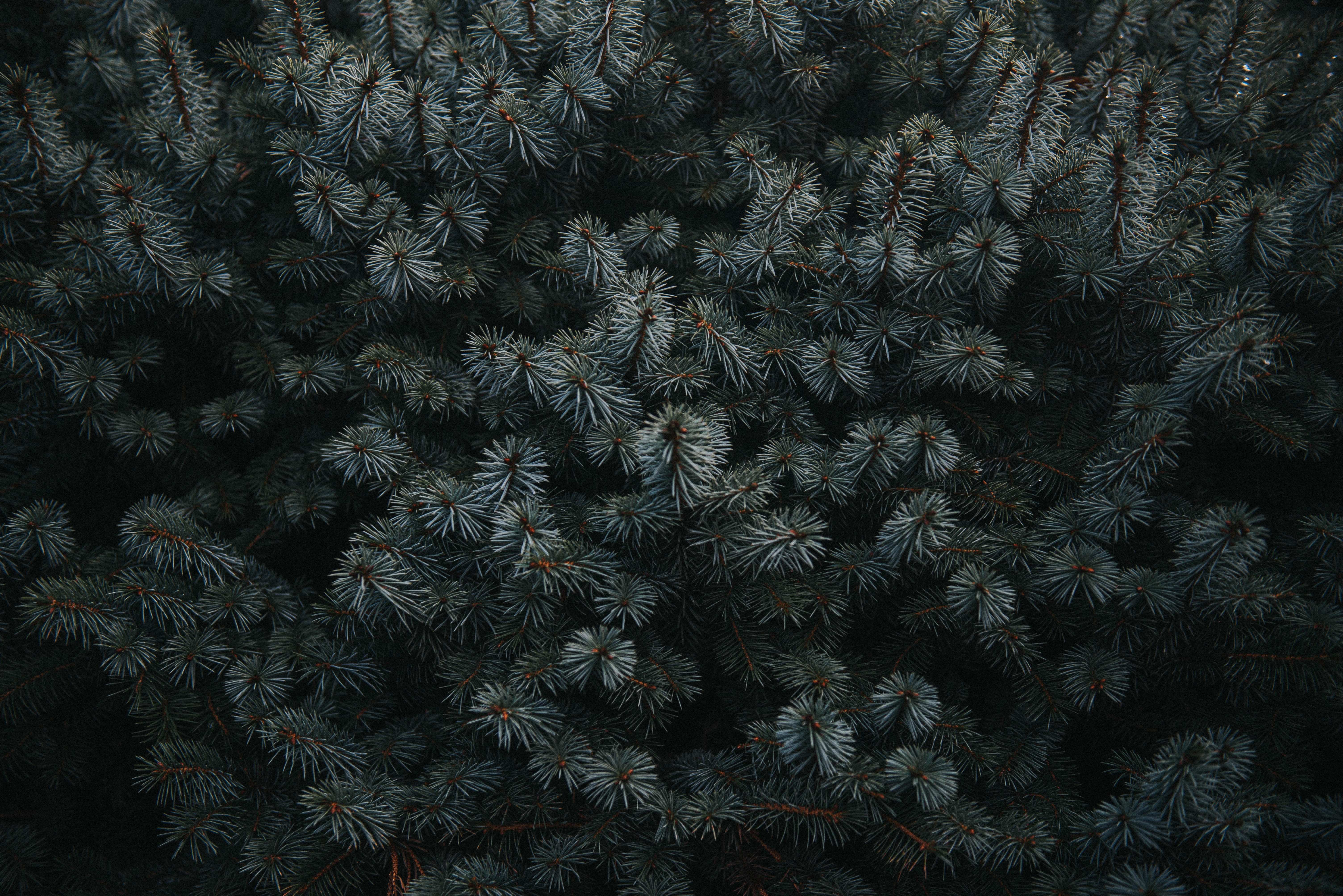 iPhone Wallpapers spruce, dark, fir, branches Needle