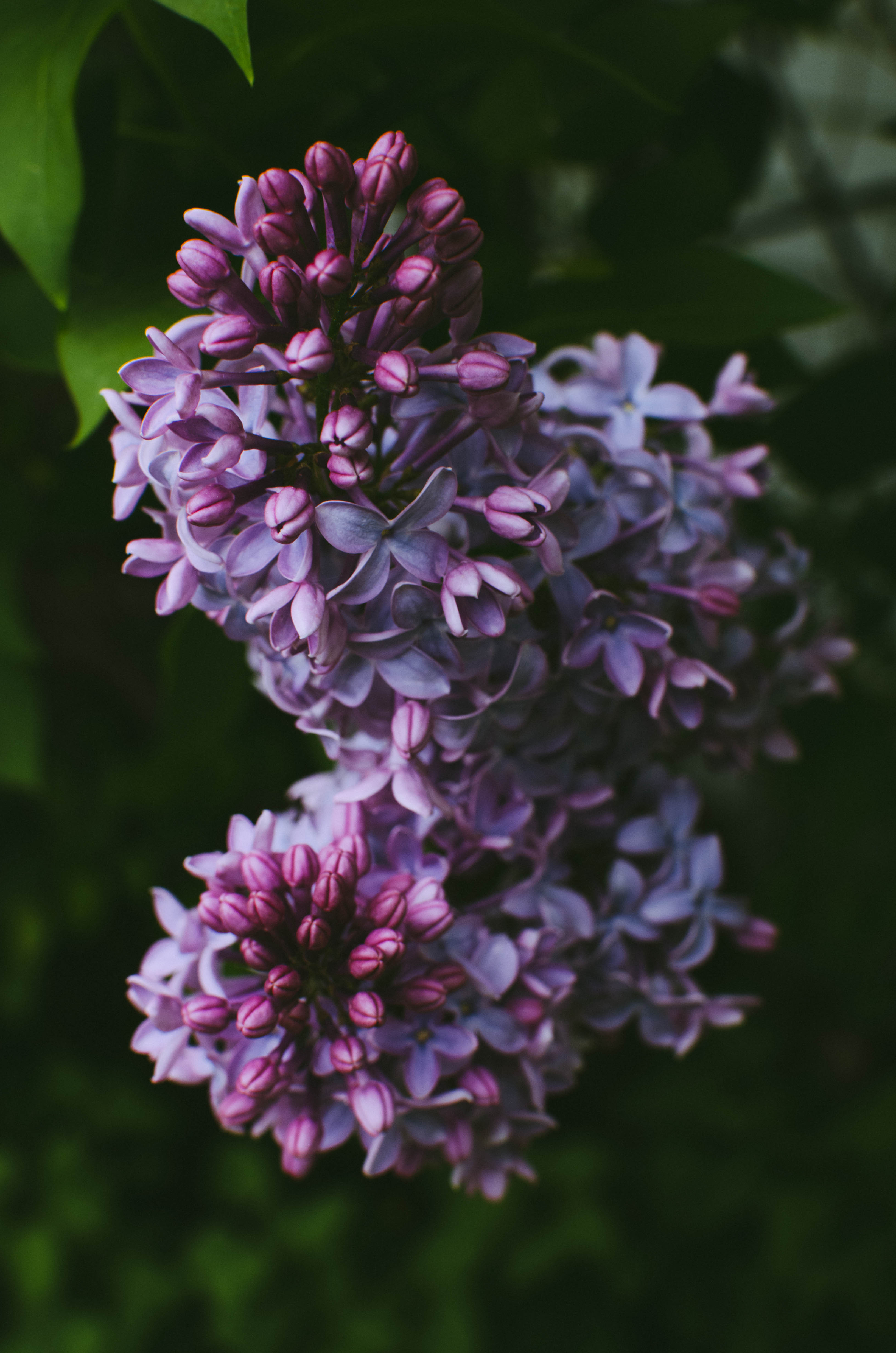 95524 Hintergrundbilder und Lilac Bilder auf dem Desktop. Laden Sie blumen, lila, bush, busch Bildschirmschoner kostenlos auf den PC herunter
