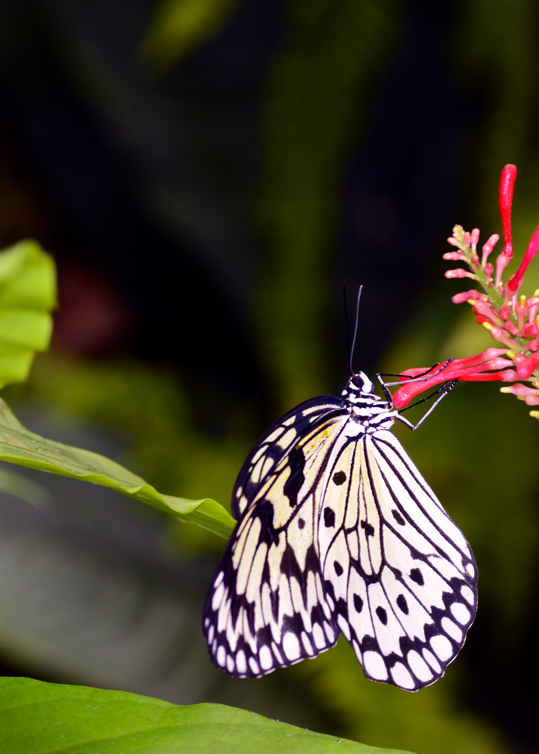 Laden Sie das Tiere, Blume, Makro, Muster, Insekt, Schmetterling, Flügel-Bild kostenlos auf Ihren PC-Desktop herunter