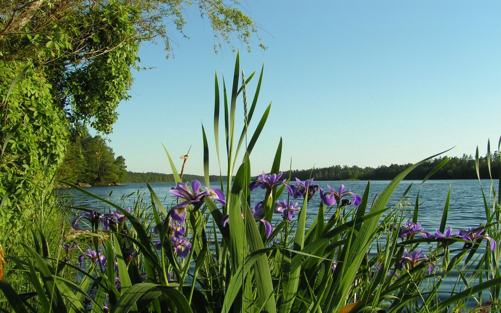 Laden Sie das Flüsse, Sommer, Natur, Blumen, Bäume, Ufer, Bank, Schwertlilien, Irises-Bild kostenlos auf Ihren PC-Desktop herunter