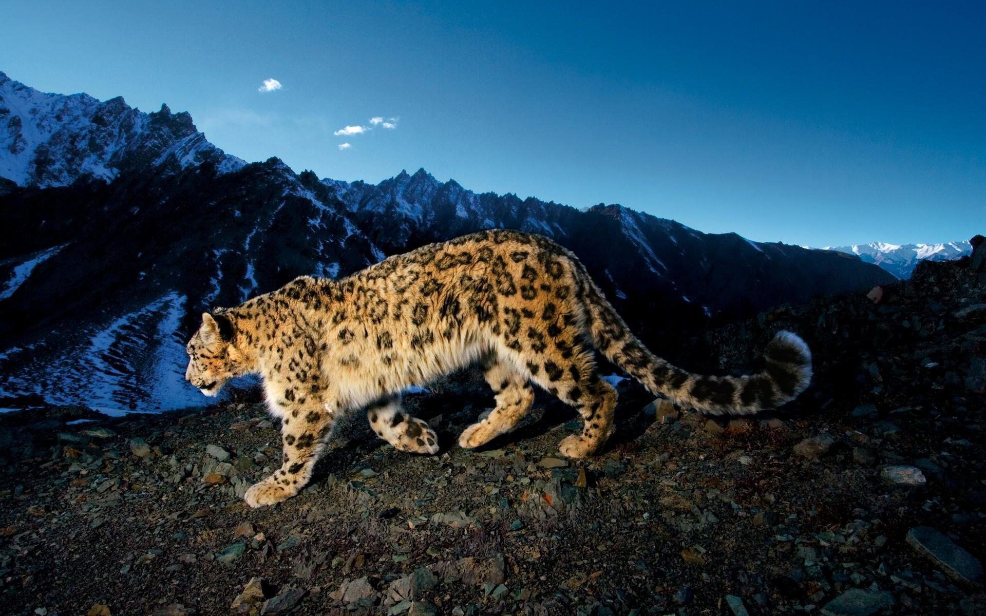 42722 Hintergrundbilder und Leopards Bilder auf dem Desktop. Laden Sie tiere, tigers Bildschirmschoner kostenlos auf den PC herunter