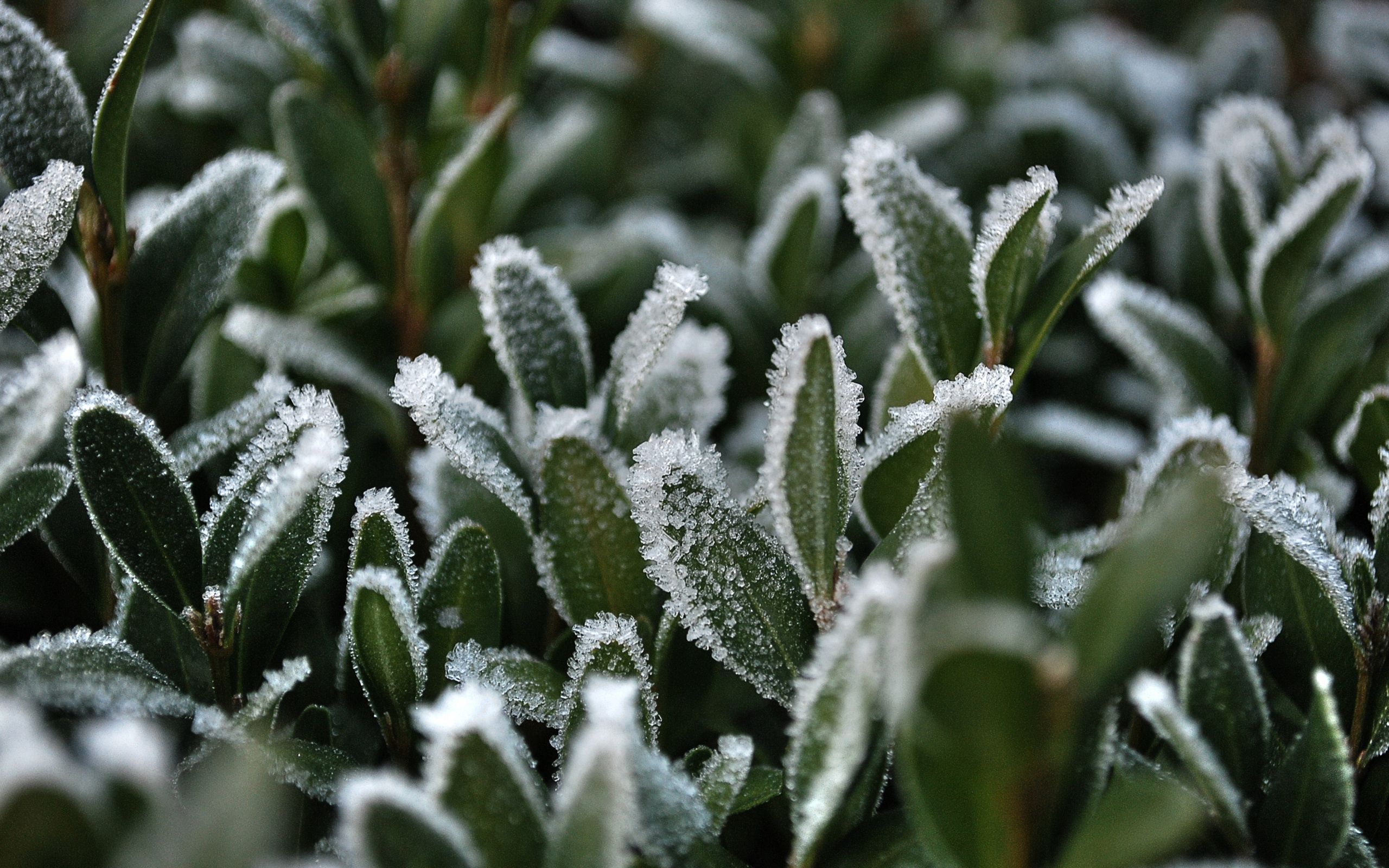 53250 1440x900 PC pictures for free, download frost, hoarfrost, snow, grass 1440x900 wallpapers on your desktop