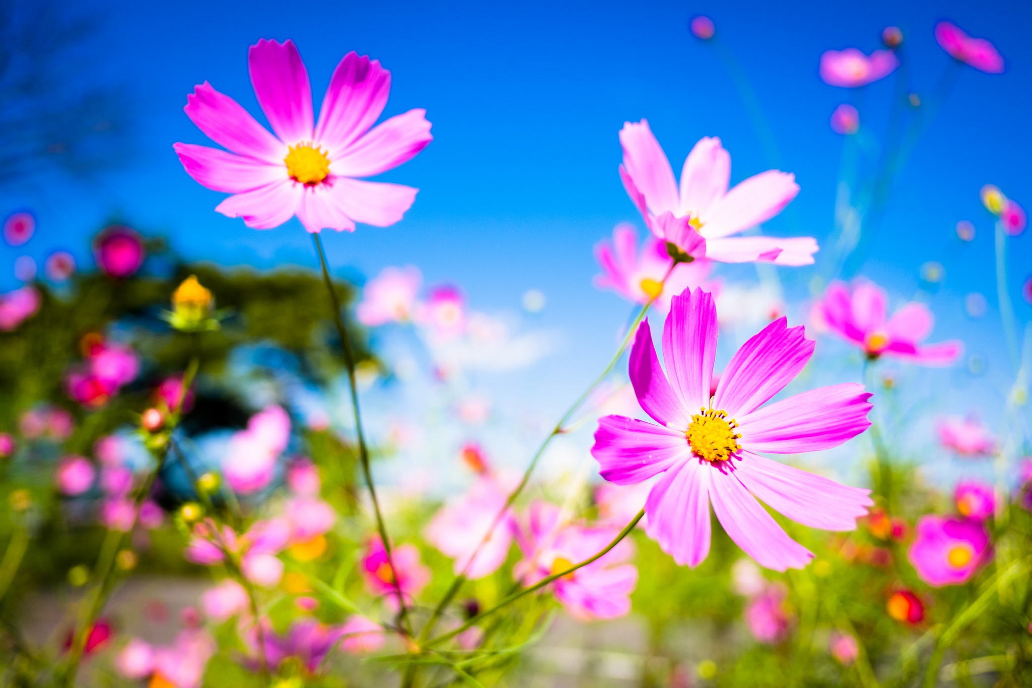 HD desktop wallpaper: Nature, Flowers, Summer, Flower, Macro, Earth,  Cosmos, Pink Flower download free picture #422918