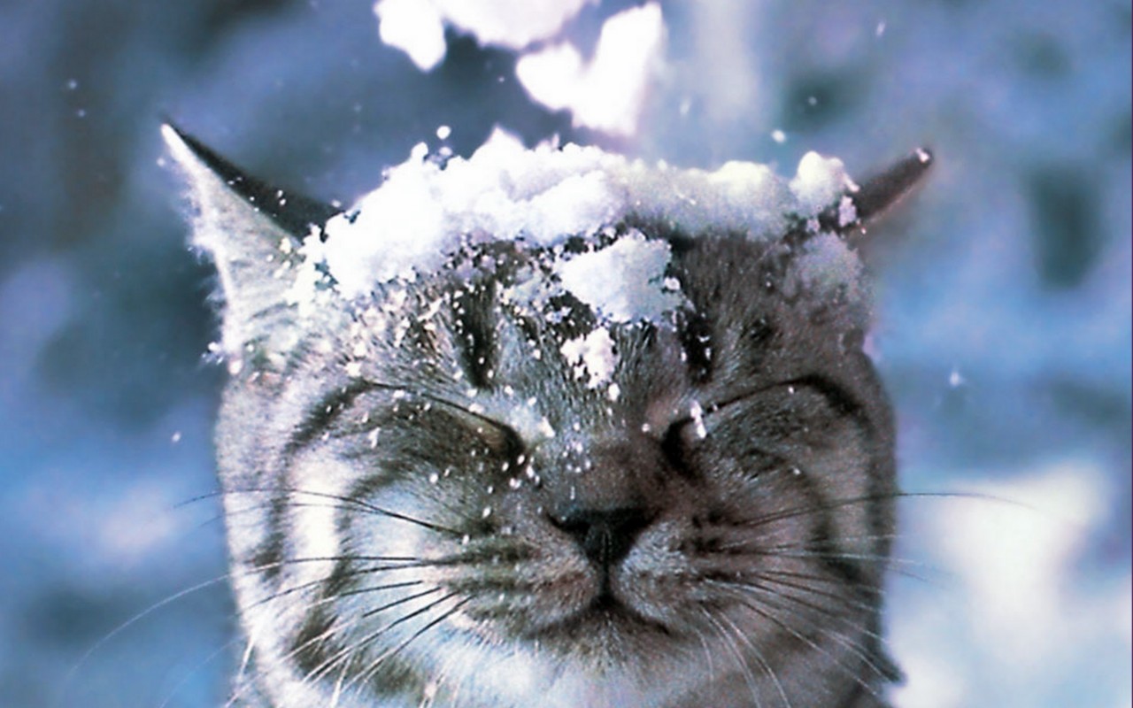 1435716壁紙のダウンロード動物, ネコ, 可愛い, 面白い, 子猫, 雪-スクリーンセーバーと写真を無料で