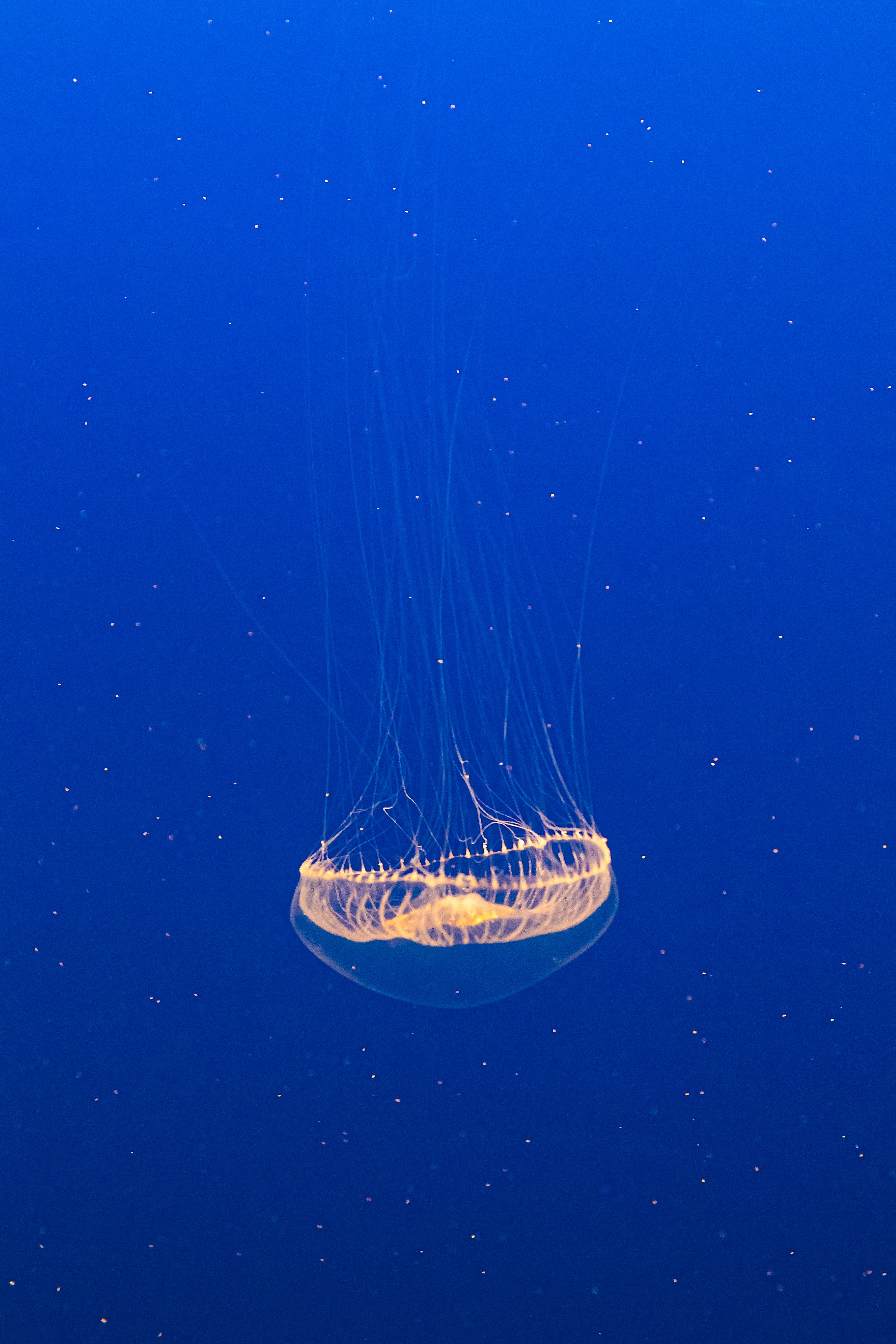 transparent, animals, water, jellyfish, under water, underwater Aesthetic wallpaper