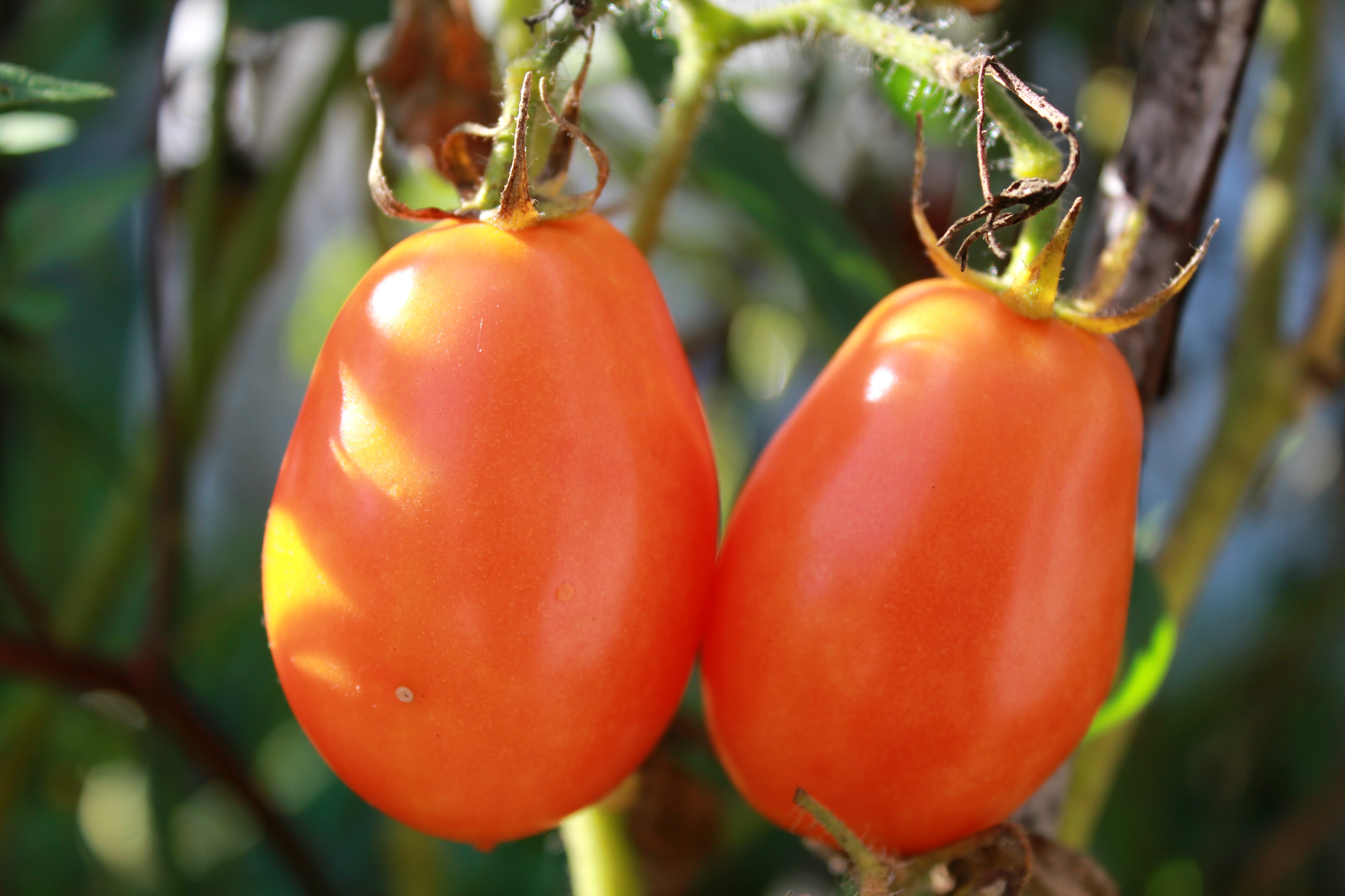 141224 Bildschirmschoner und Hintergrundbilder Tomaten auf Ihrem Telefon. Laden Sie lebensmittel, ast, zweig, reif Bilder kostenlos herunter