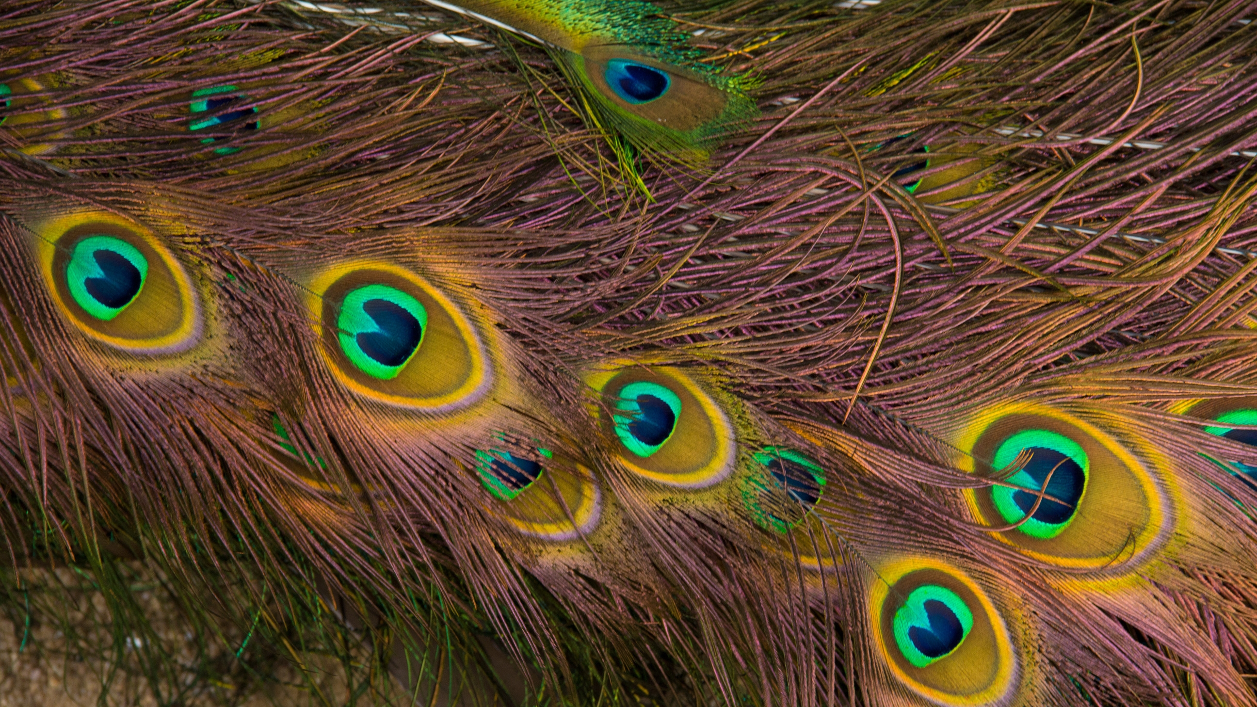 feather, background, patterns, texture, textures, peacock cellphone