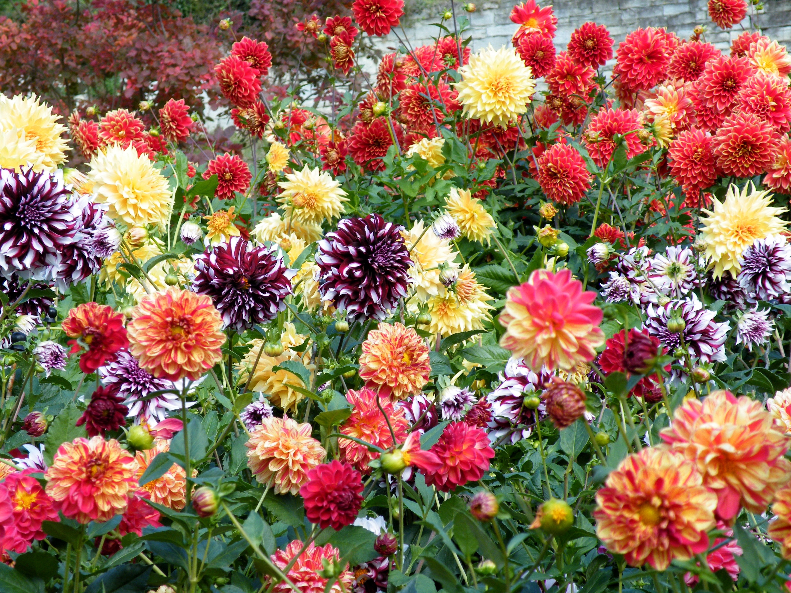 bright, flowers, multicolored, dahlias 1080p