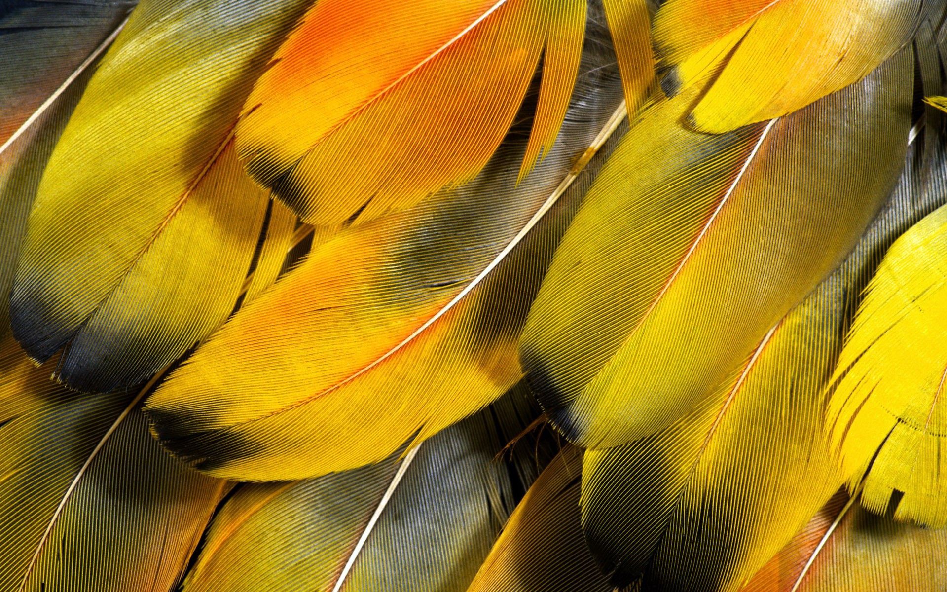Cool Backgrounds yellow, macro, striped Feather