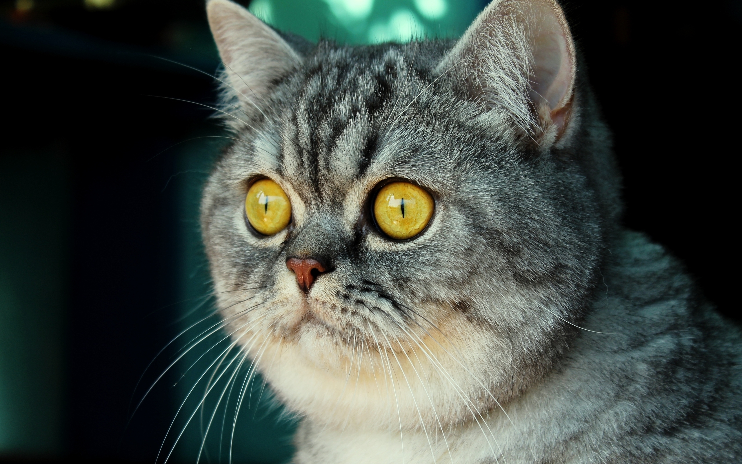 44618 Hintergrundbild herunterladen katzen, tiere - Bildschirmschoner und Bilder kostenlos