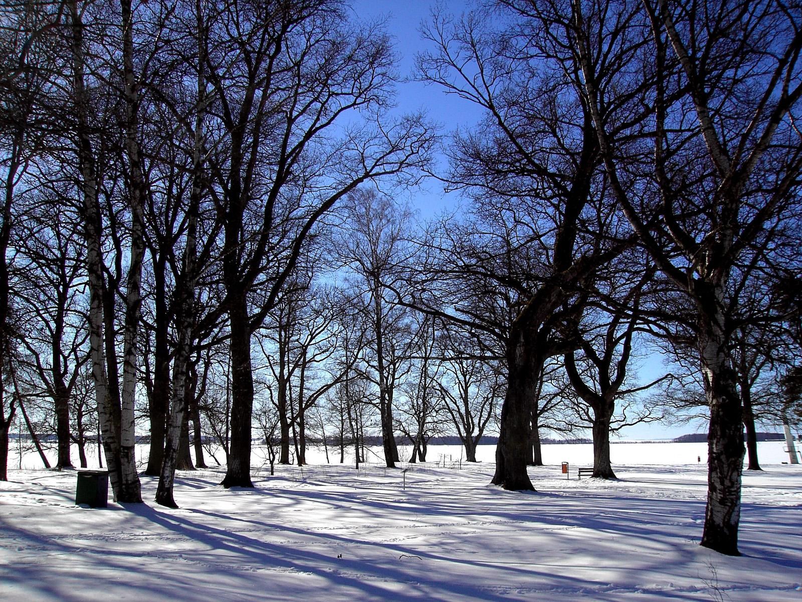 69314 Hintergrundbild herunterladen winter, natur, bäume, schnee, stille, hain, grove - Bildschirmschoner und Bilder kostenlos