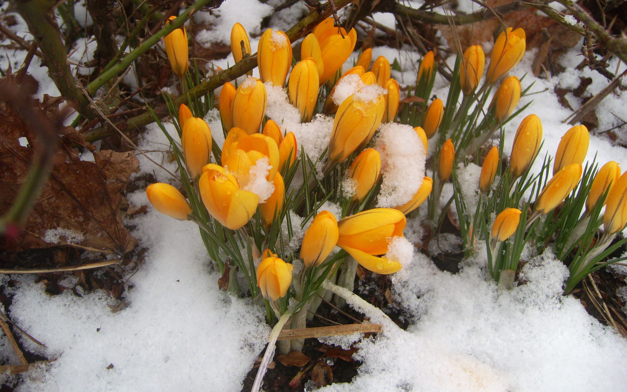 snow, spring, yellow, forest Snowdrops Cellphone FHD pic