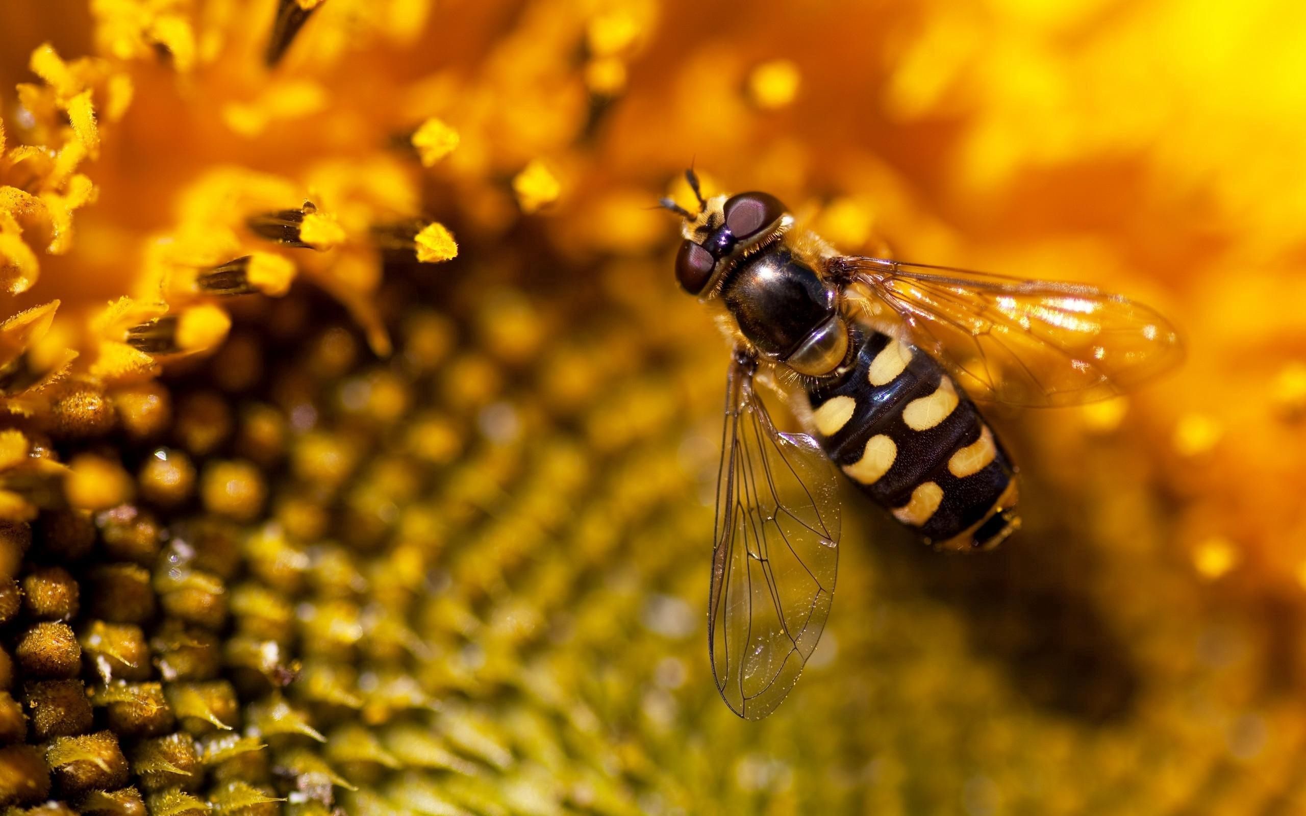 88825 Bildschirmschoner und Hintergrundbilder Biene auf Ihrem Telefon. Laden Sie blumen, hintergrund, makro, biene, sonnenblume Bilder kostenlos herunter