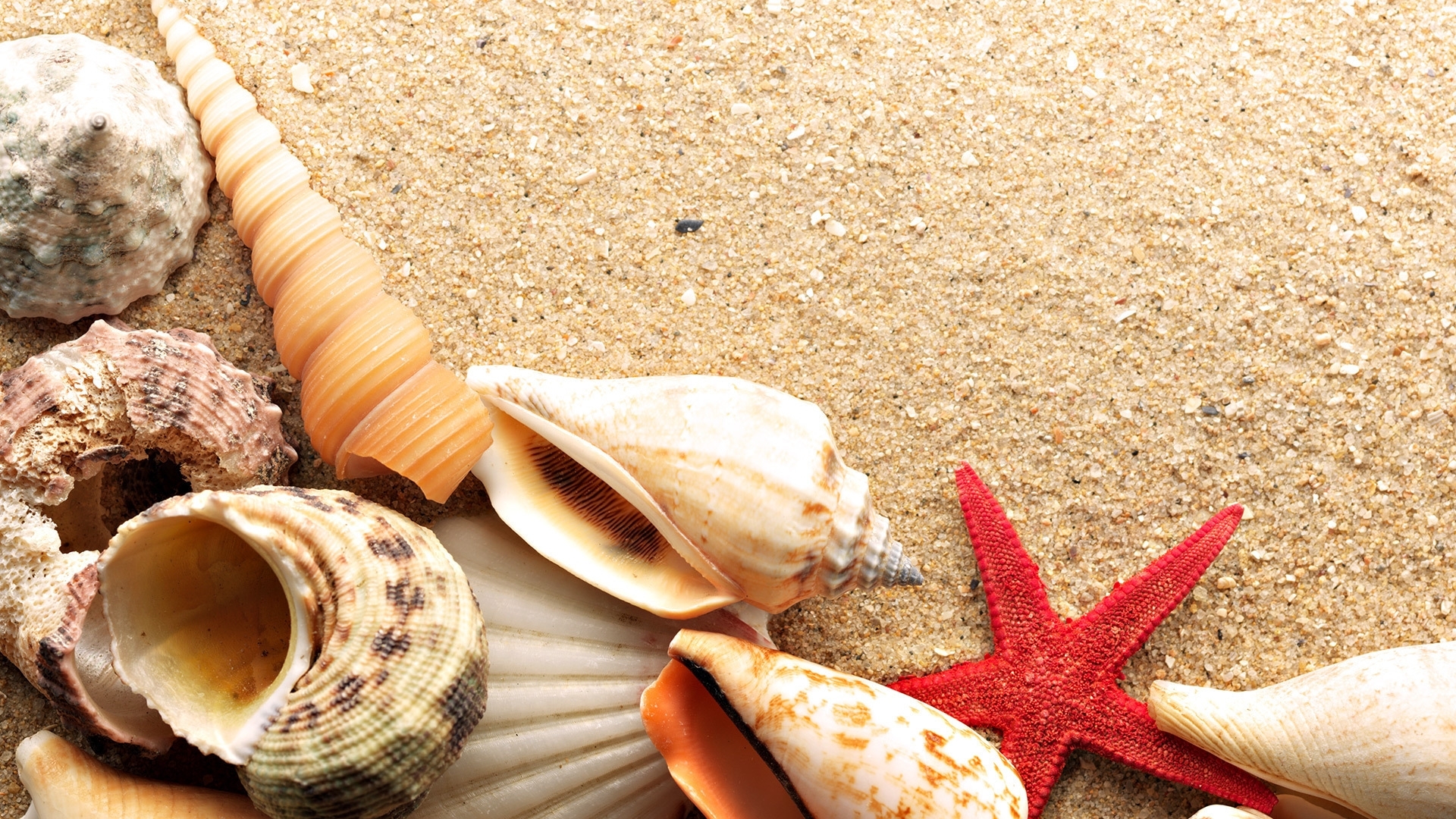 28897 Bildschirmschoner und Hintergrundbilder Shells auf Ihrem Telefon. Laden Sie hintergrund, shells, starfish Bilder kostenlos herunter