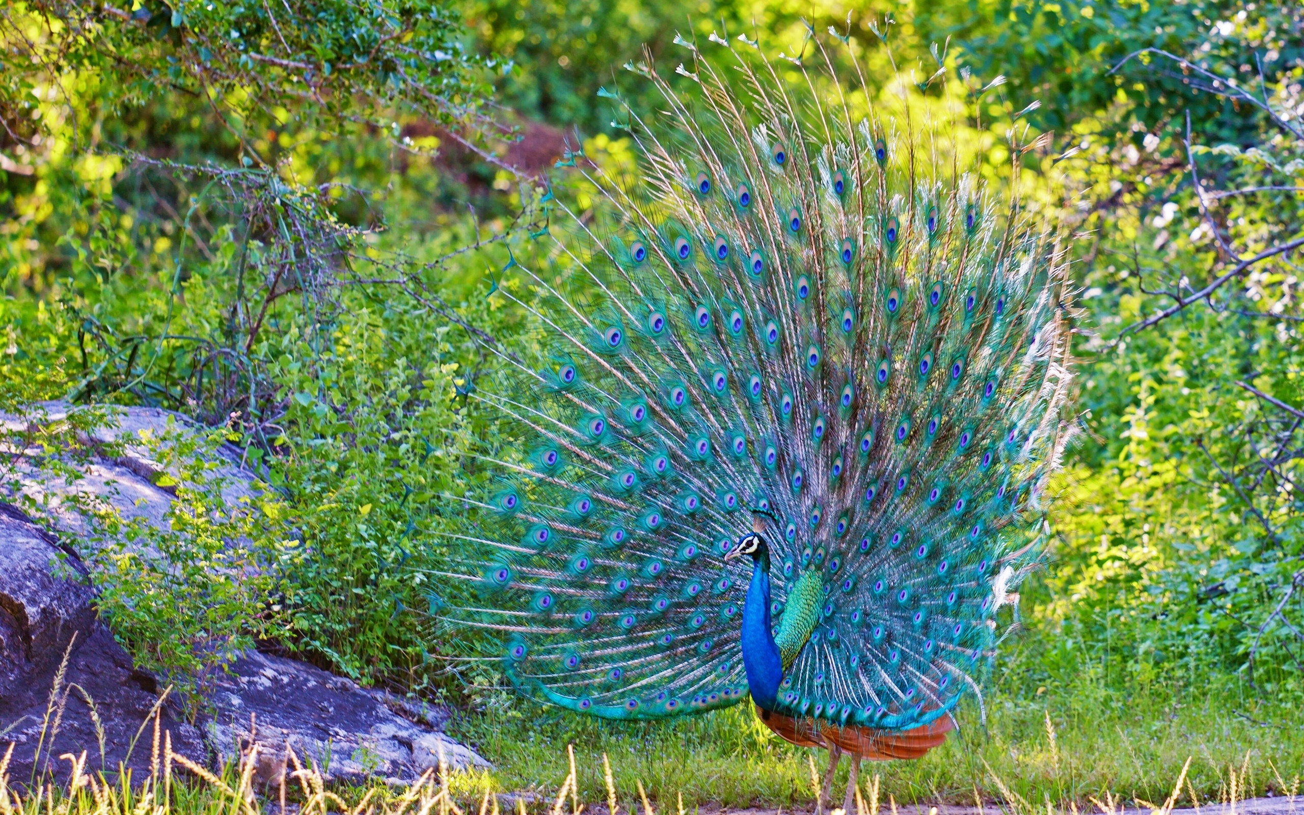 birds, peacock, animal