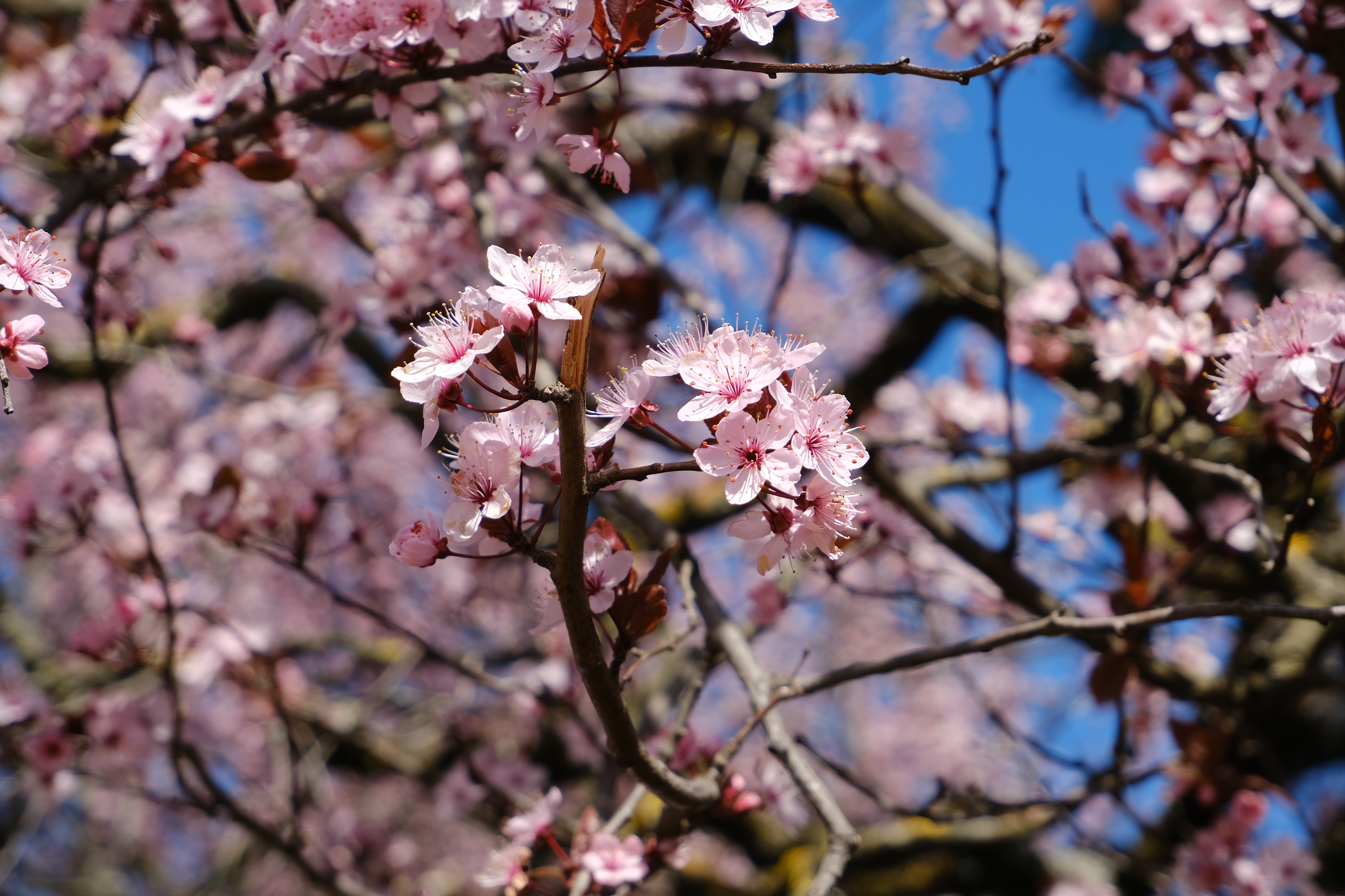 branches, flowers, macro, pink Panoramic Wallpapers