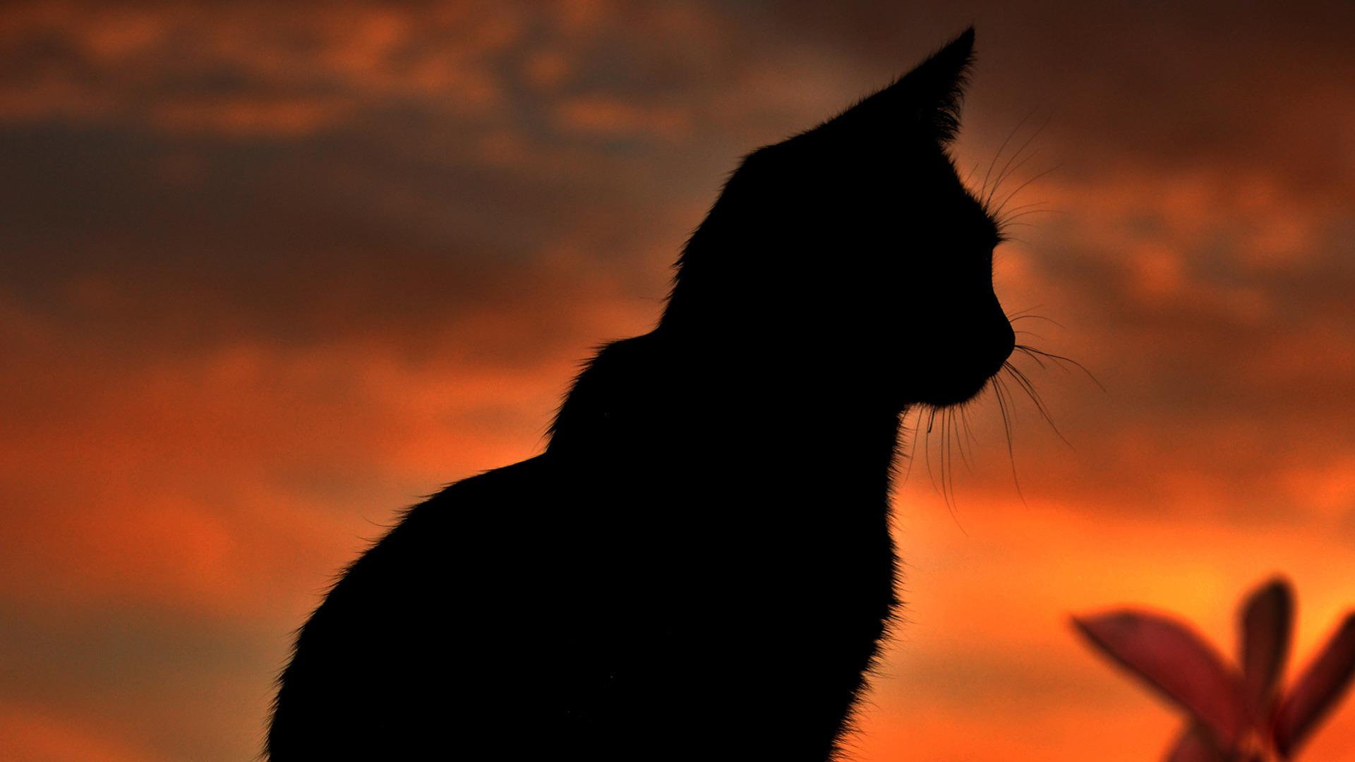 Котята на закате