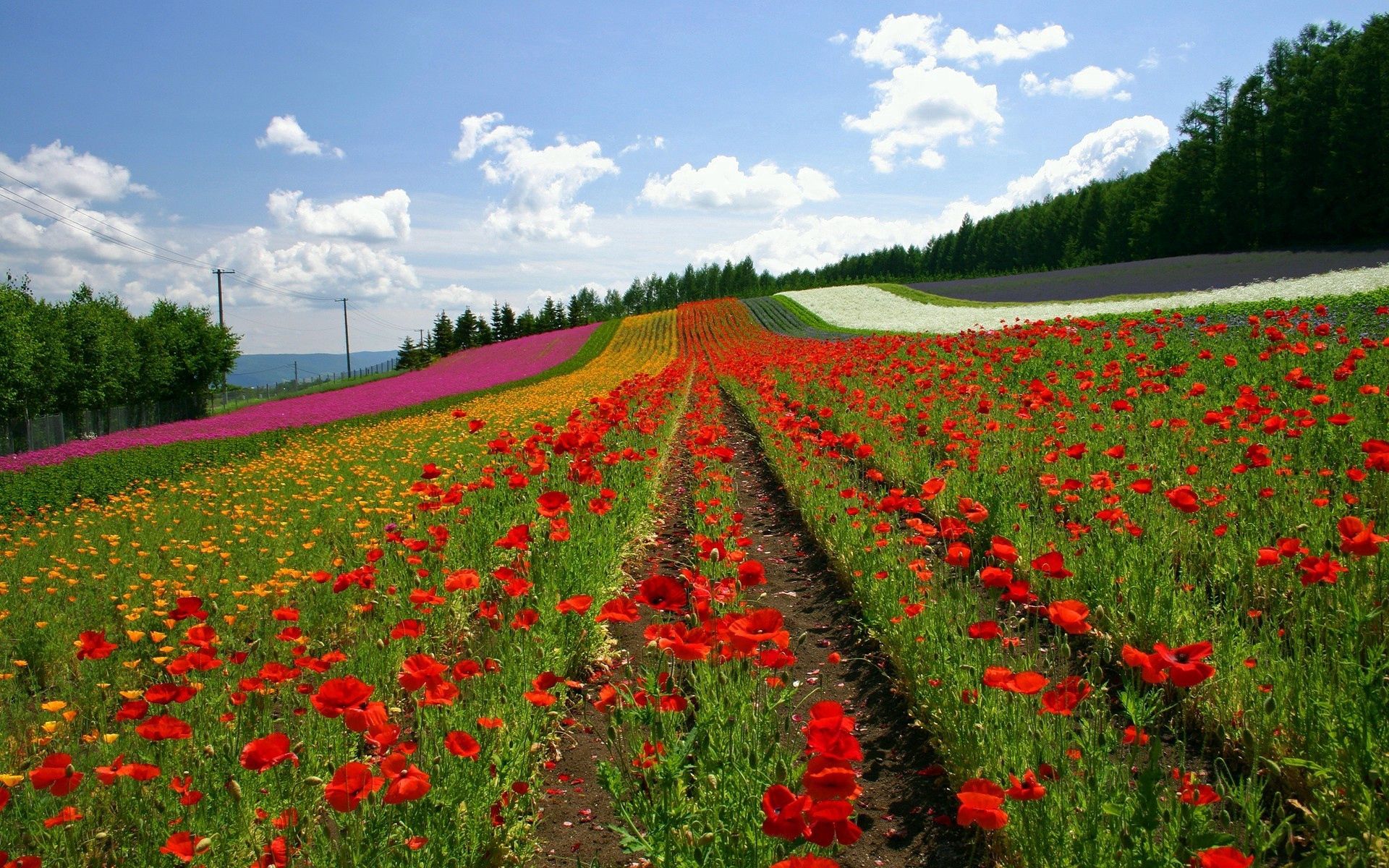 field, rows, poppies, ranks, flowers, nature, japan cellphone