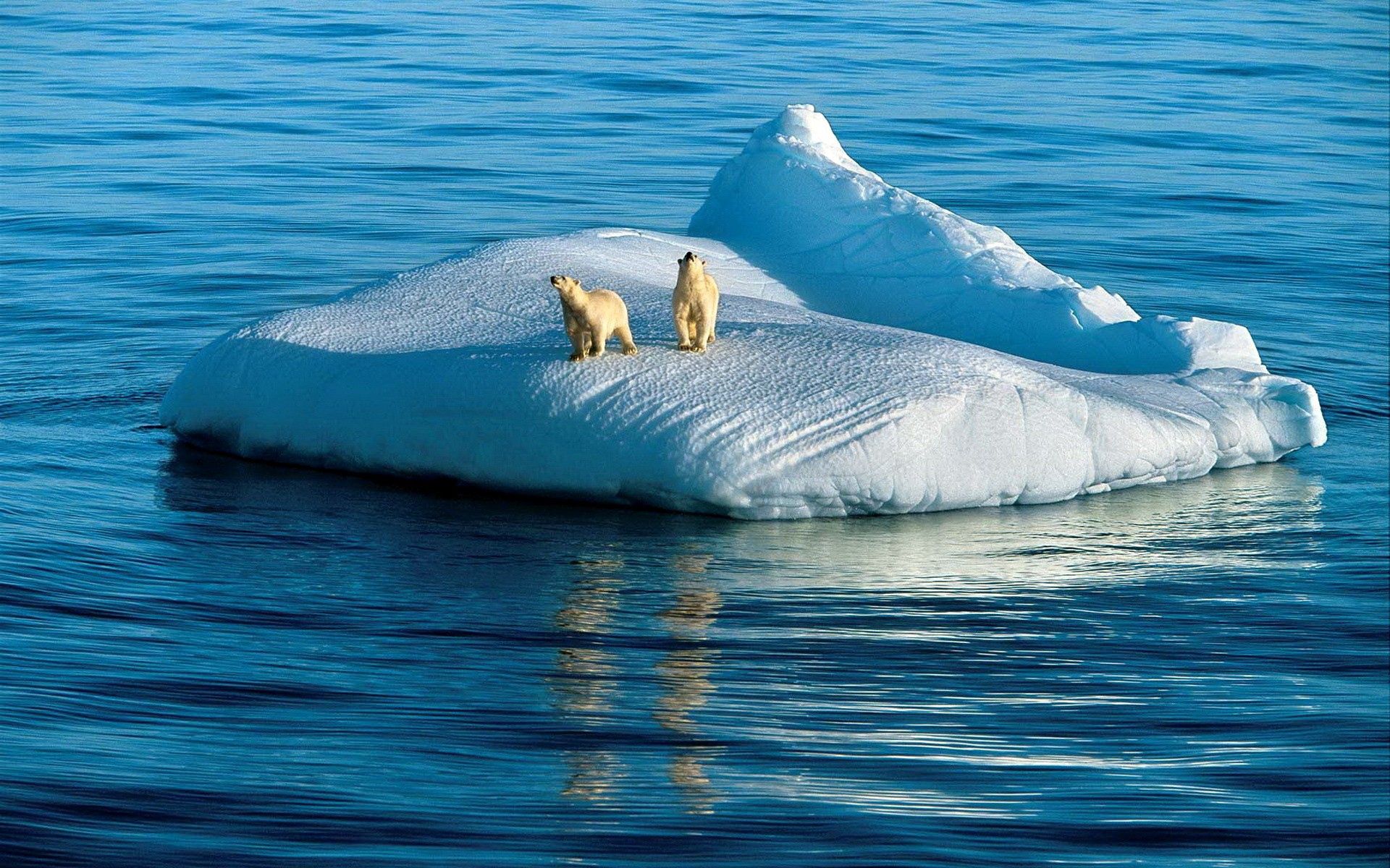 Polar Bears 1080p