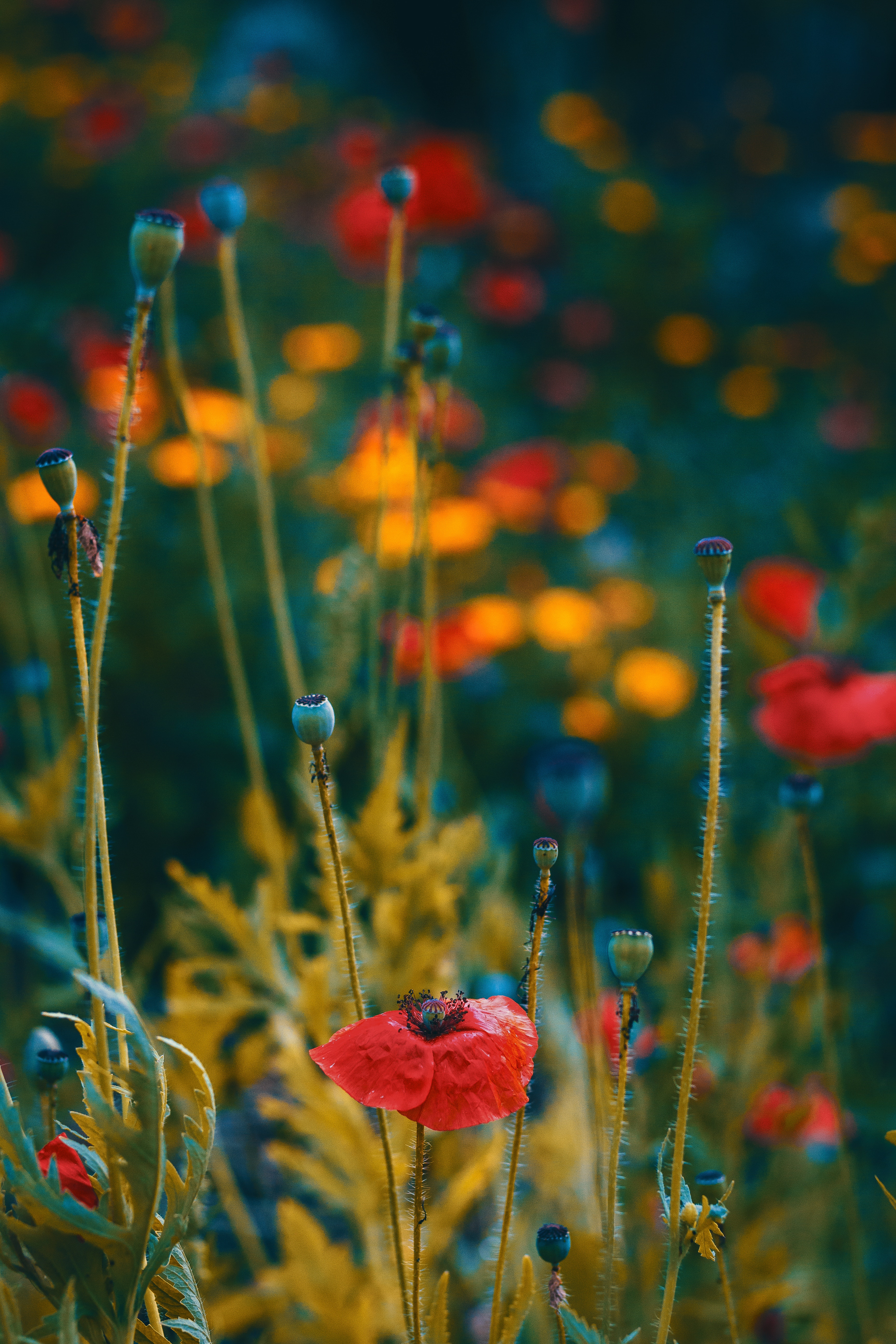 poppies, blur, macro, flowers, smooth, bloom, flowering, buds
